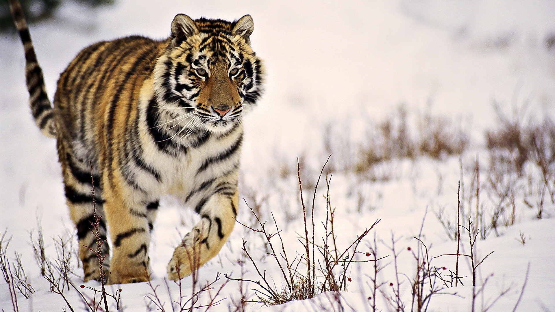 Awesome Tiger free background ID:116688 for hd 1920x1080 PC
