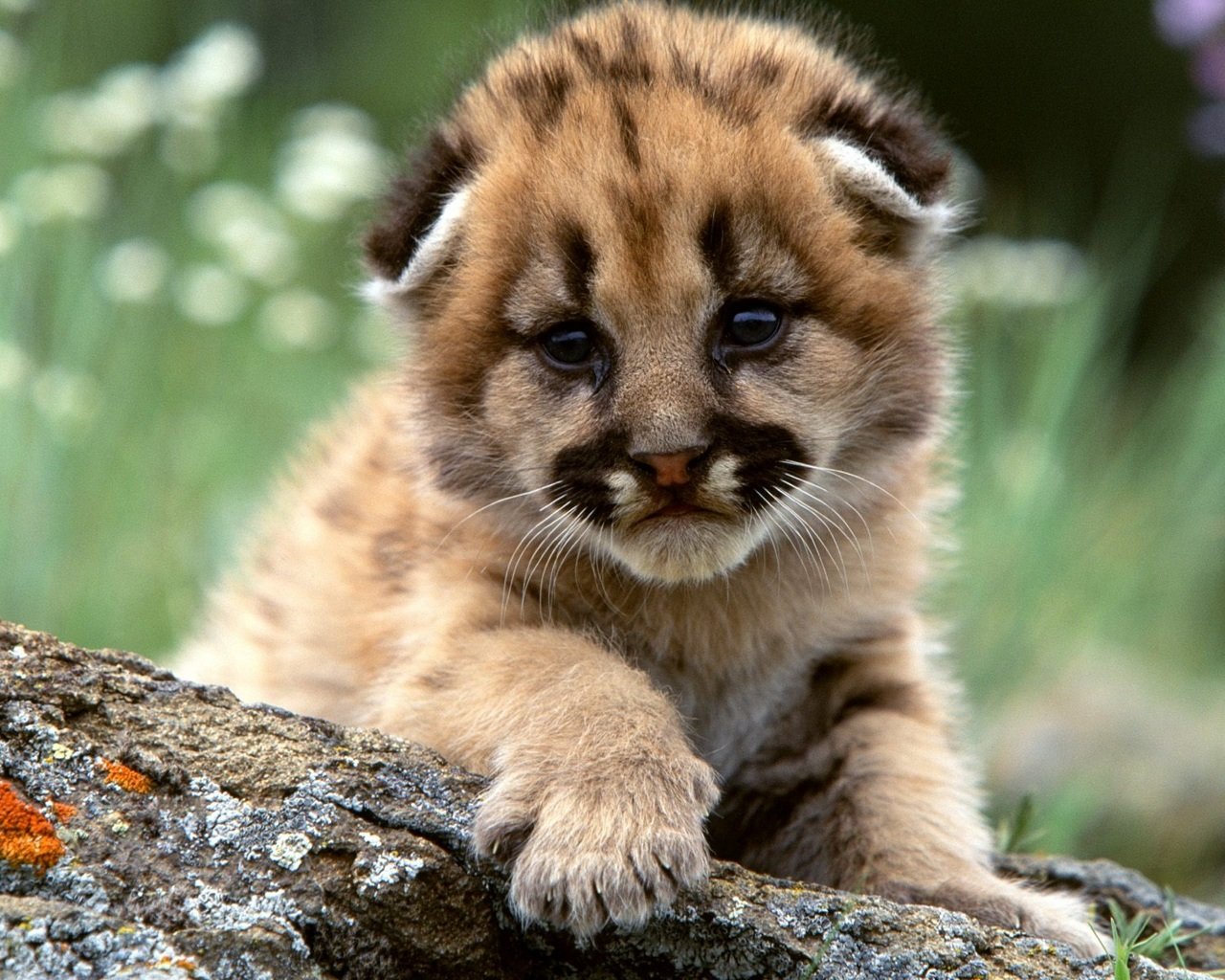 Best Baby Animal (cub) wallpaper ID:422657 for High Resolution hd 1280x1024 computer