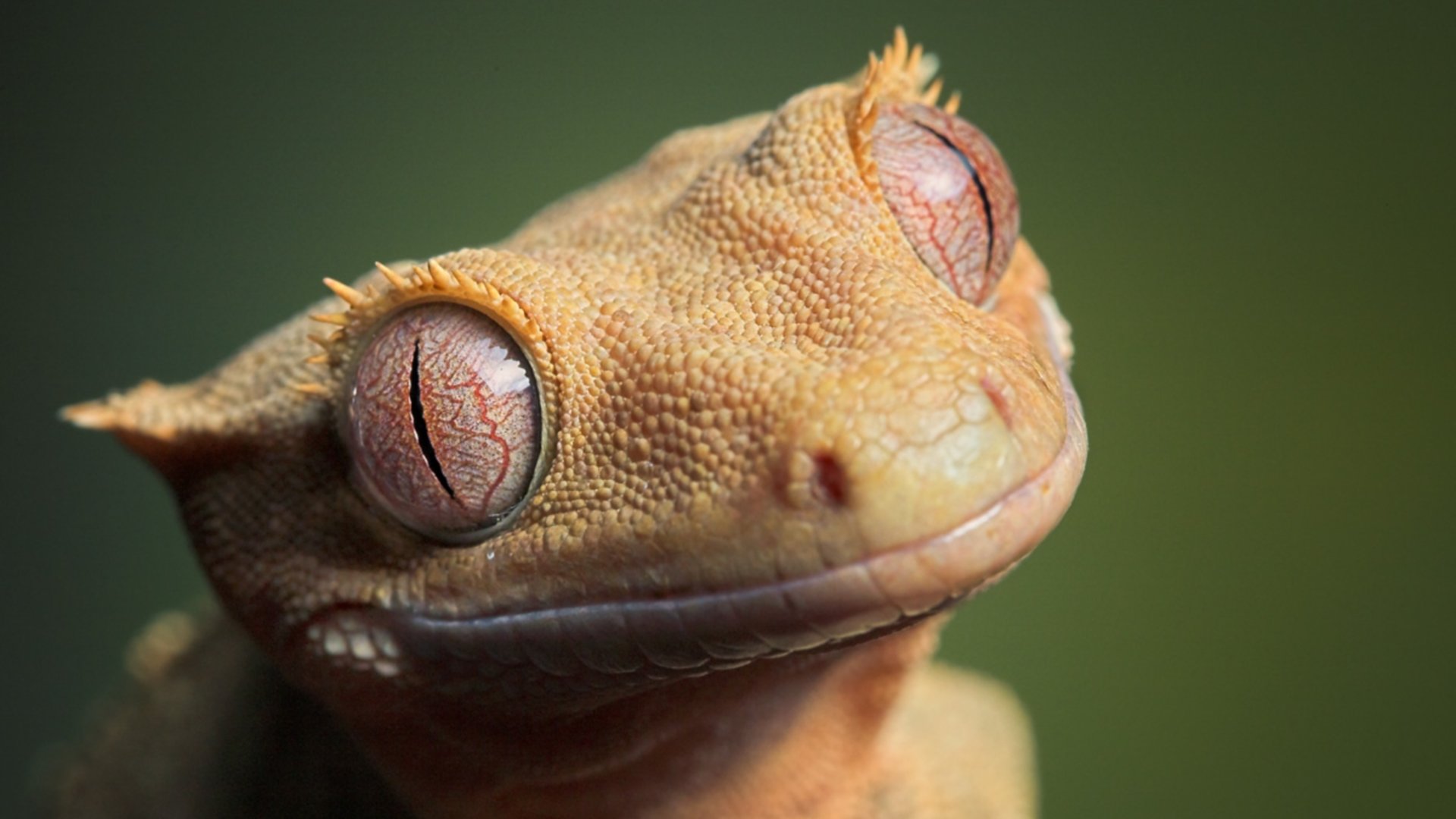 Awesome Gecko free background ID:114505 for full hd 1920x1080 desktop