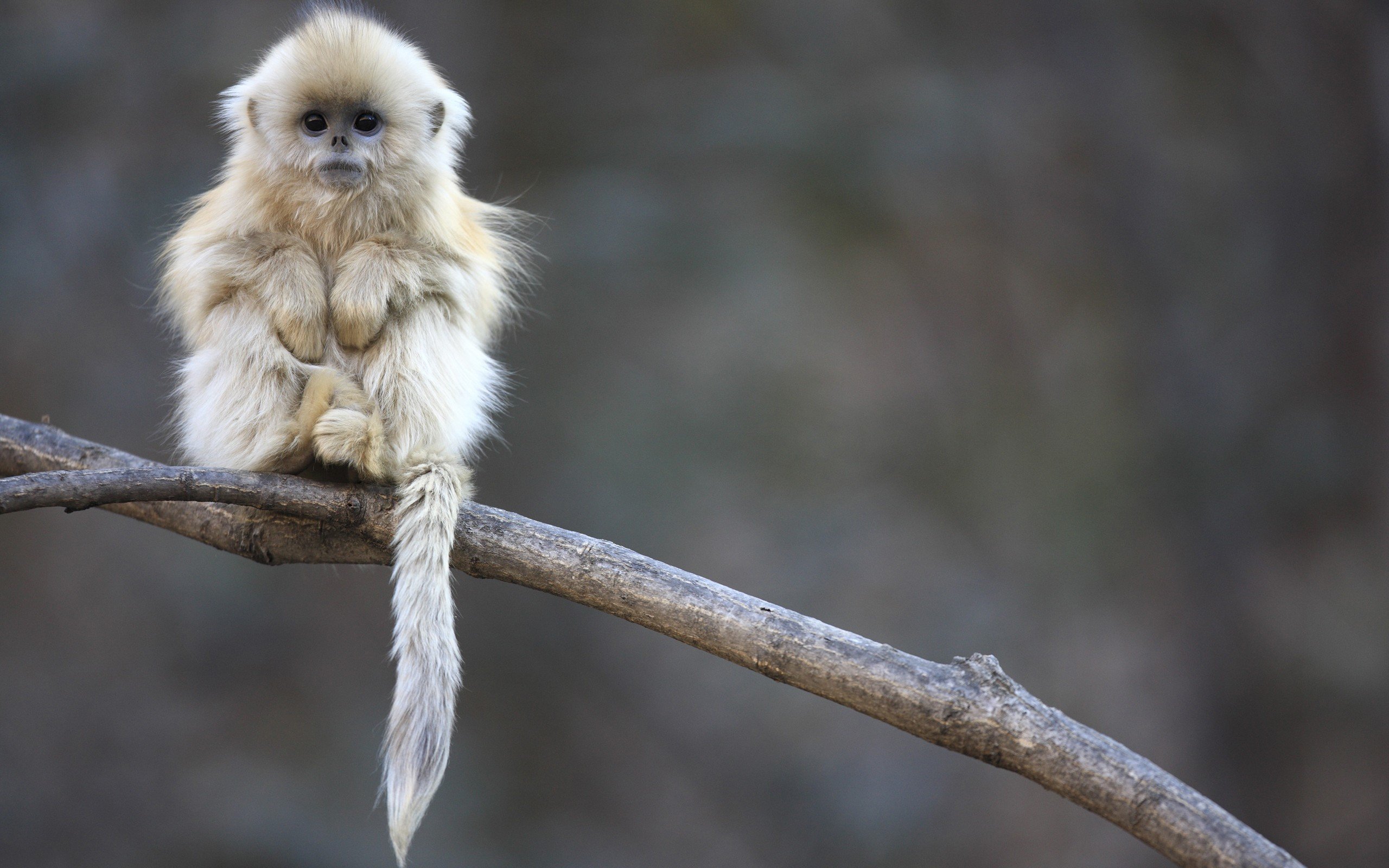 Free download Golden Snub-nosed Monkey wallpaper ID:29630 hd 2560x1600 for computer