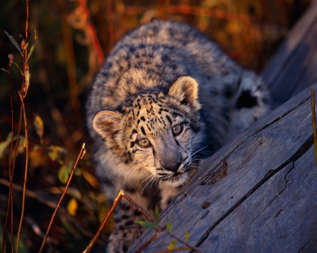 Awesome Snow Leopard free wallpaper ID:34535 for hd 1280x1024 computer