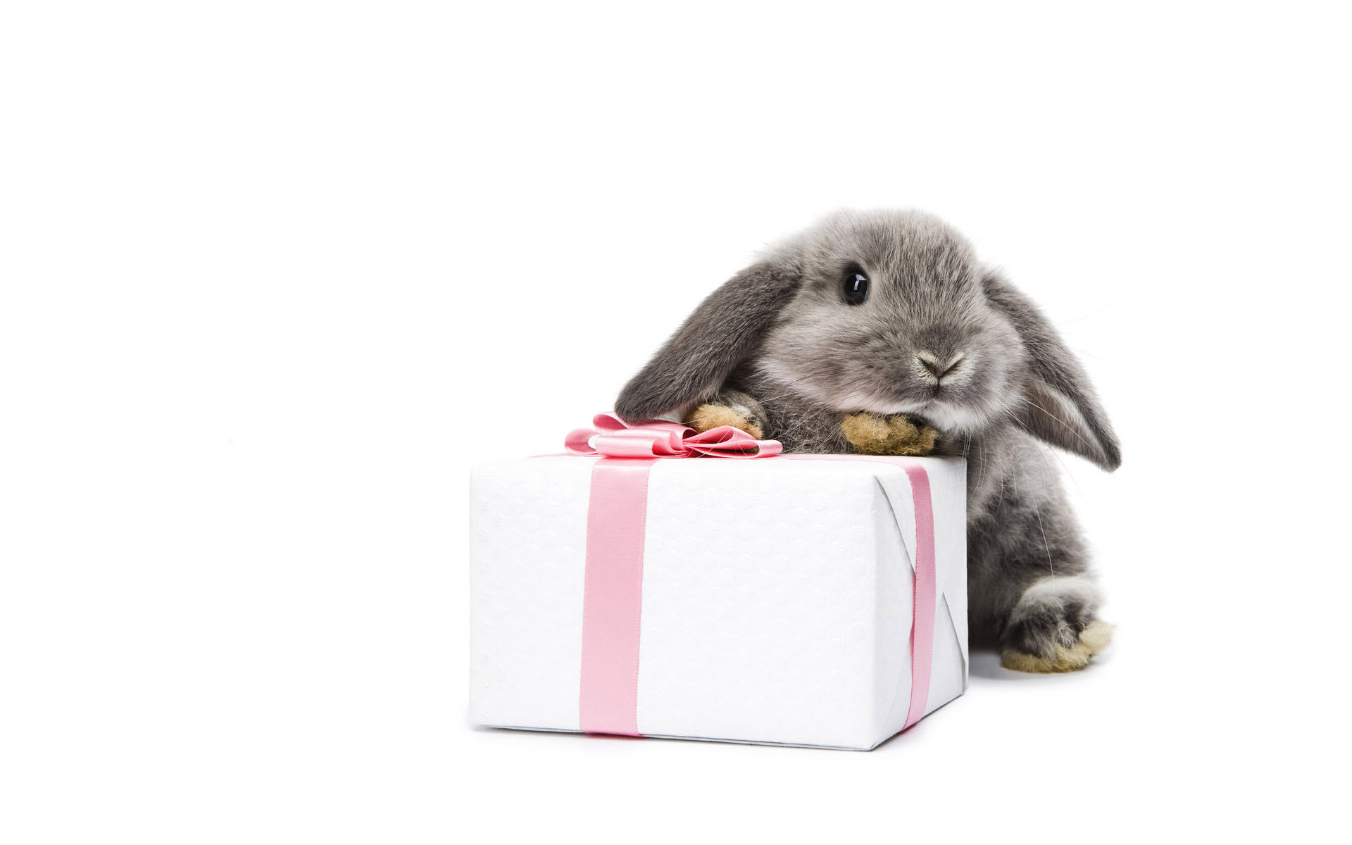 Awesome Rabbit & Bunny free background ID:249163 for hd 1920x1200 desktop