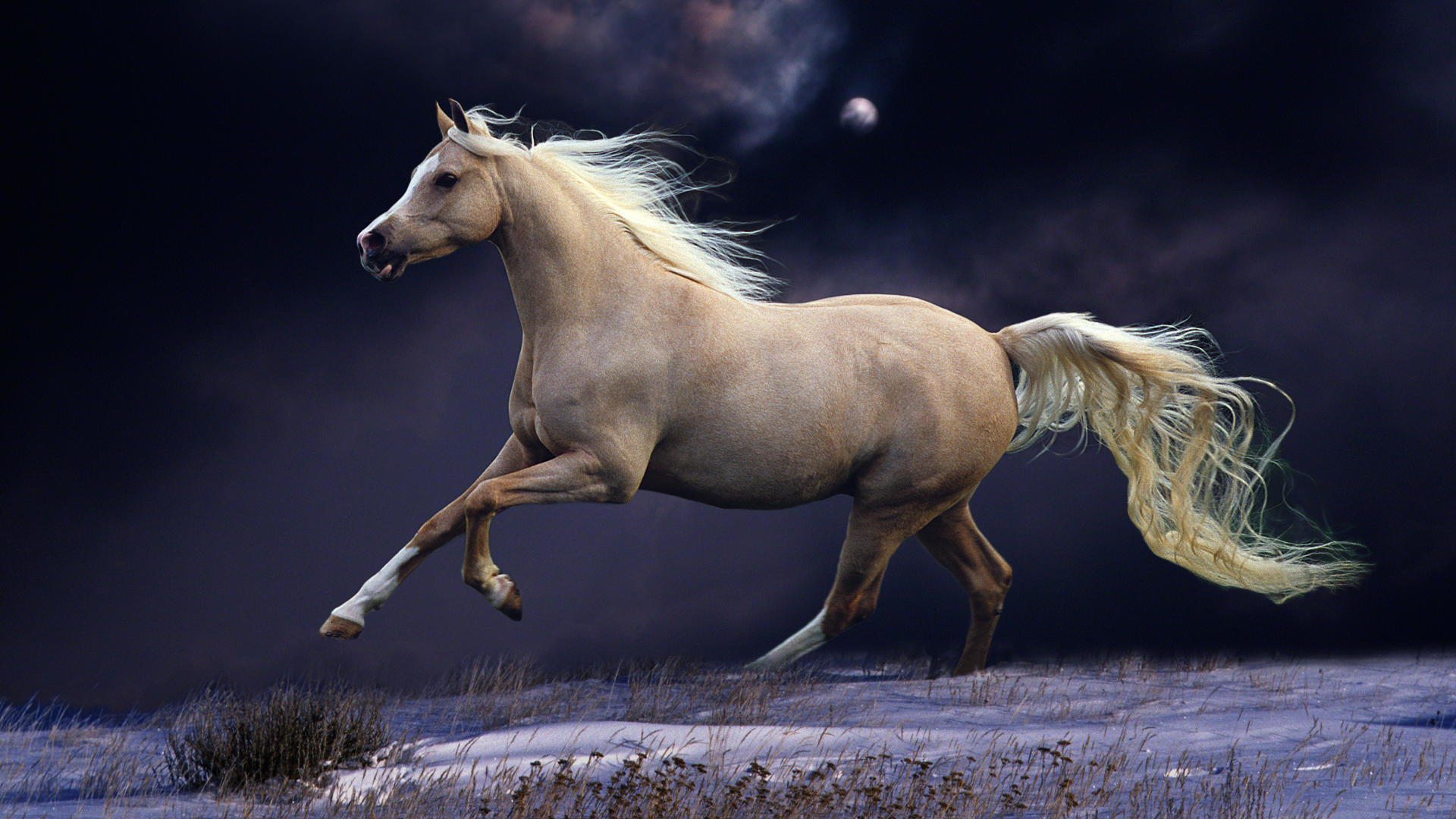 Free Horse high quality background ID:23255 for full hd 1920x1080 desktop