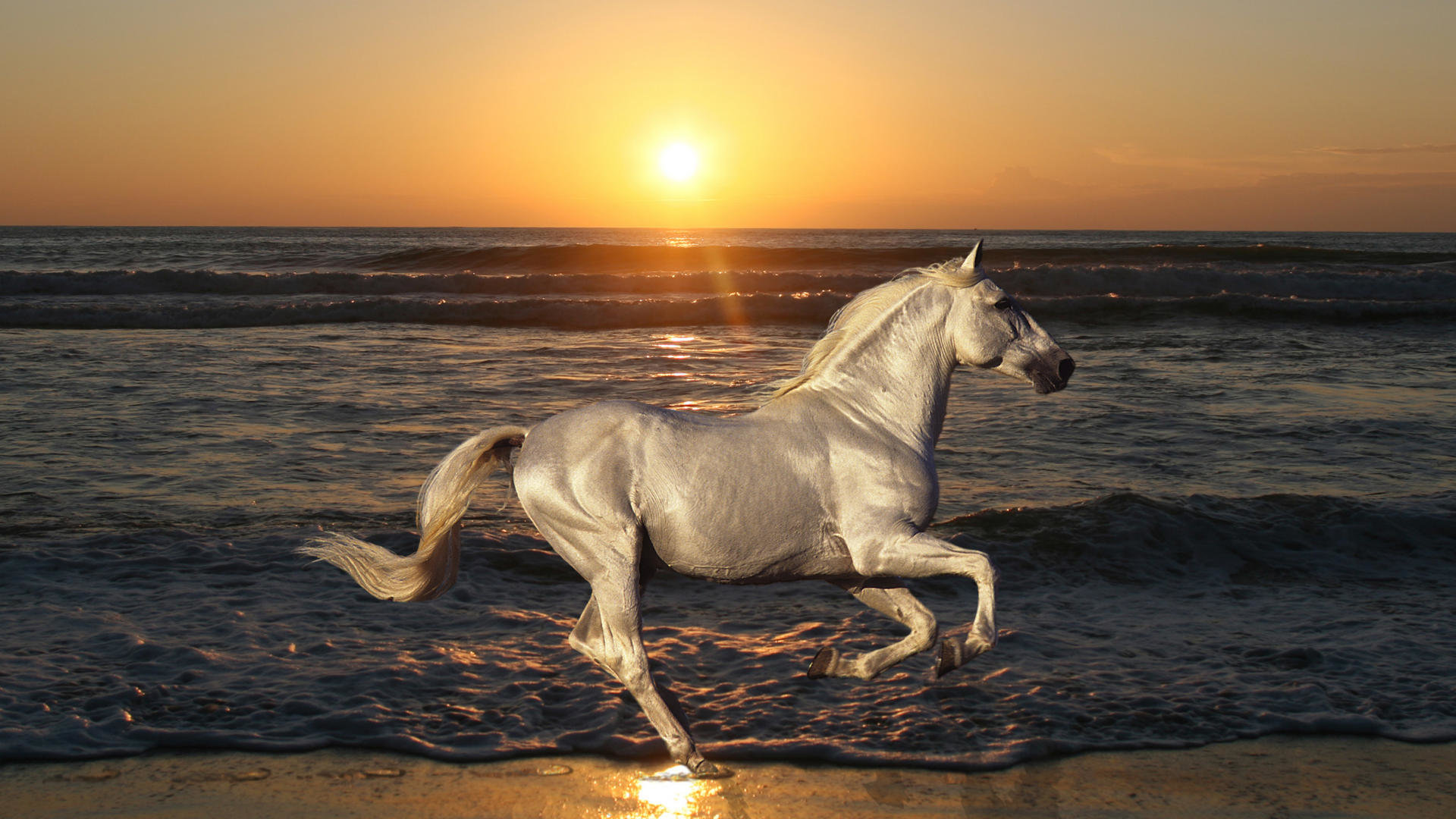 Free download Horse wallpaper ID:23637 full hd for PC