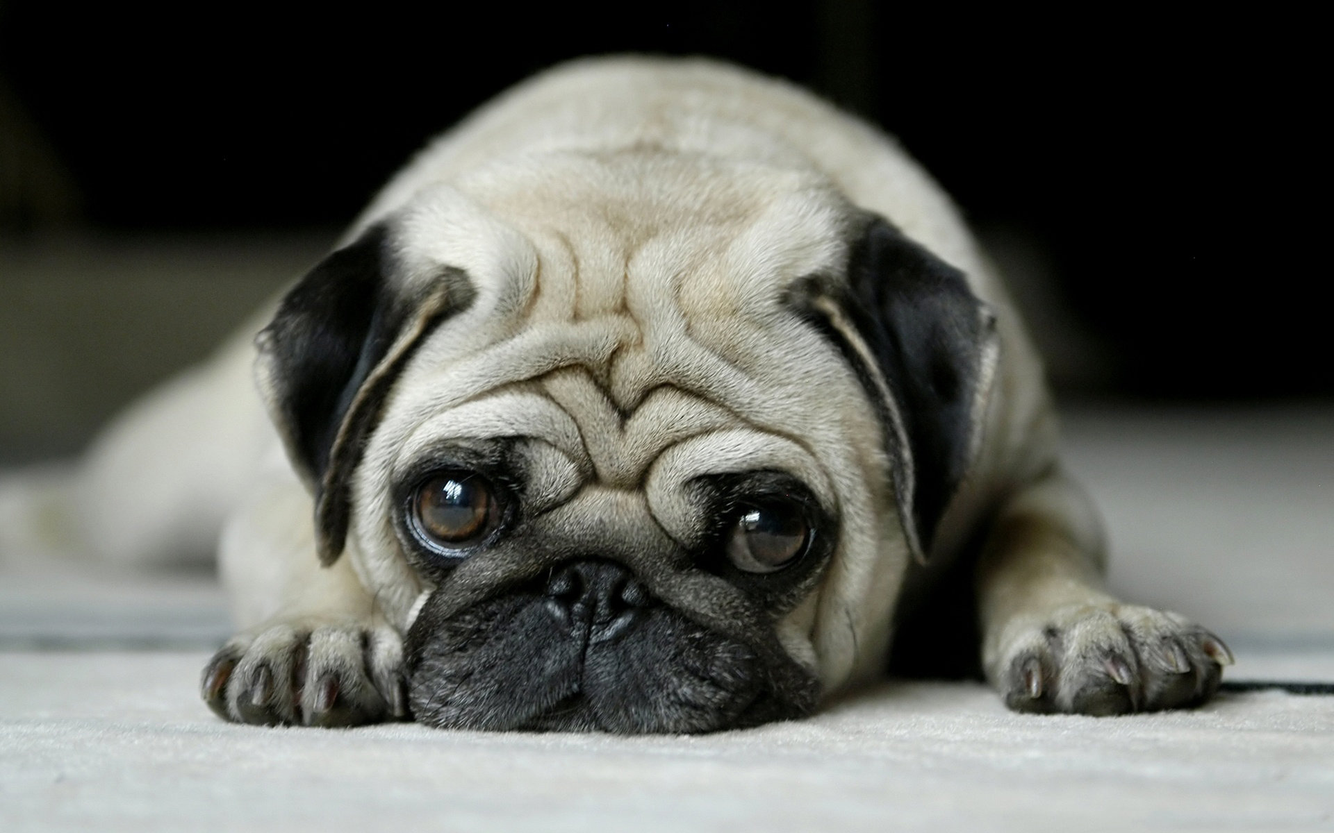 Download hd 1920x1200 Pug PC background ID:282829 for free