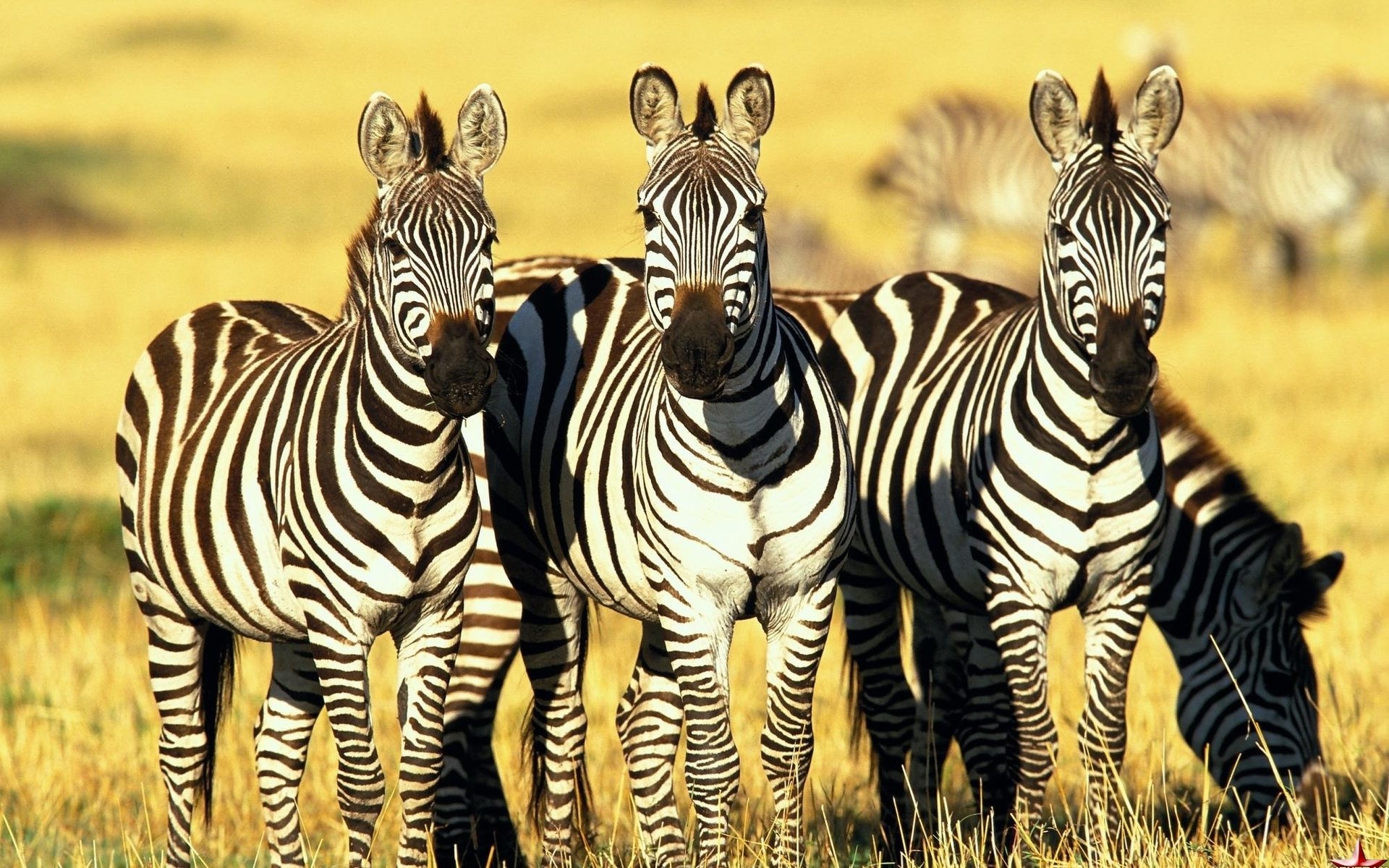 Free download Zebra background ID:73768 hd 1920x1200 for PC