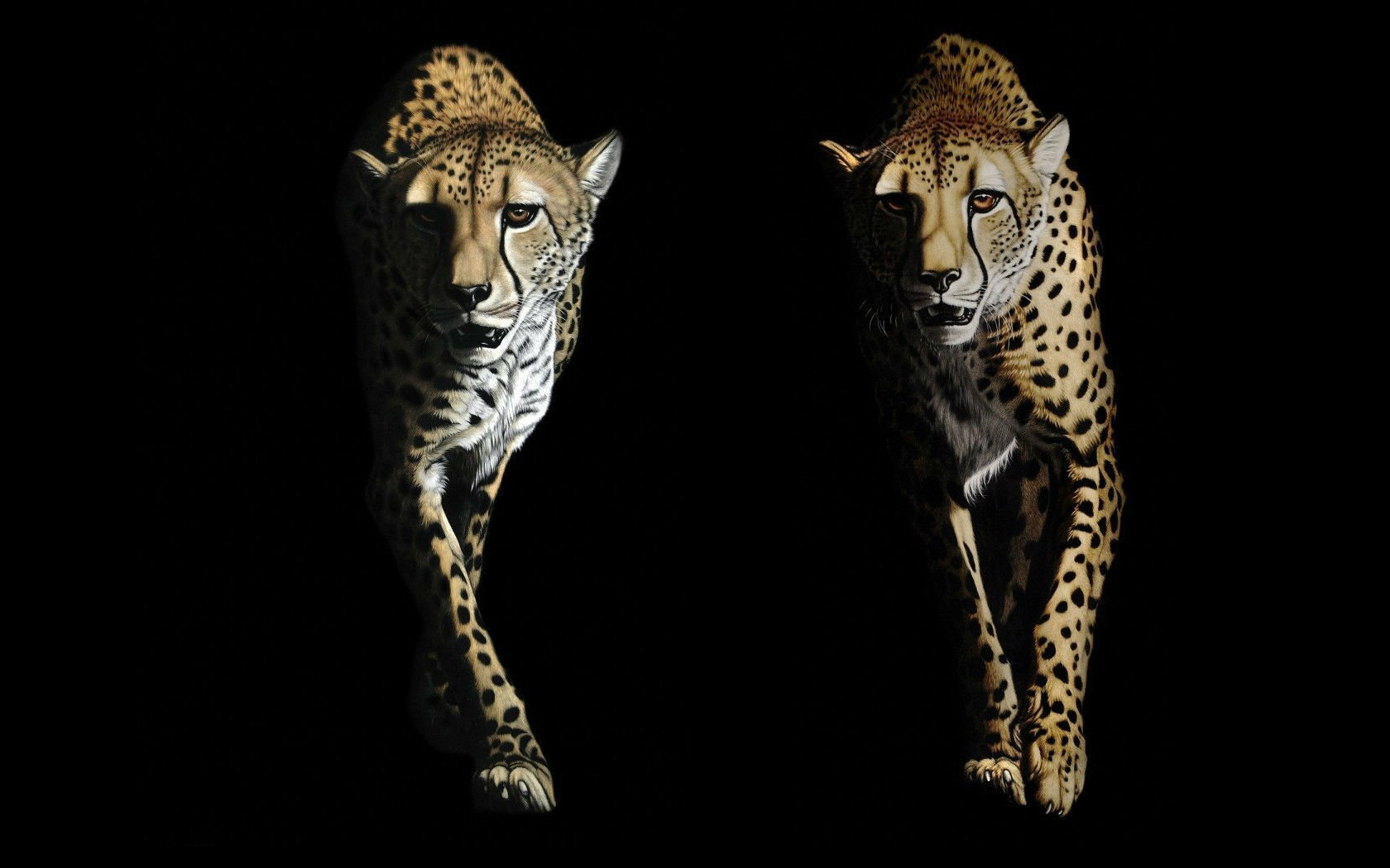High resolution Cheetah hd 1680x1050 wallpaper ID:161876 for desktop