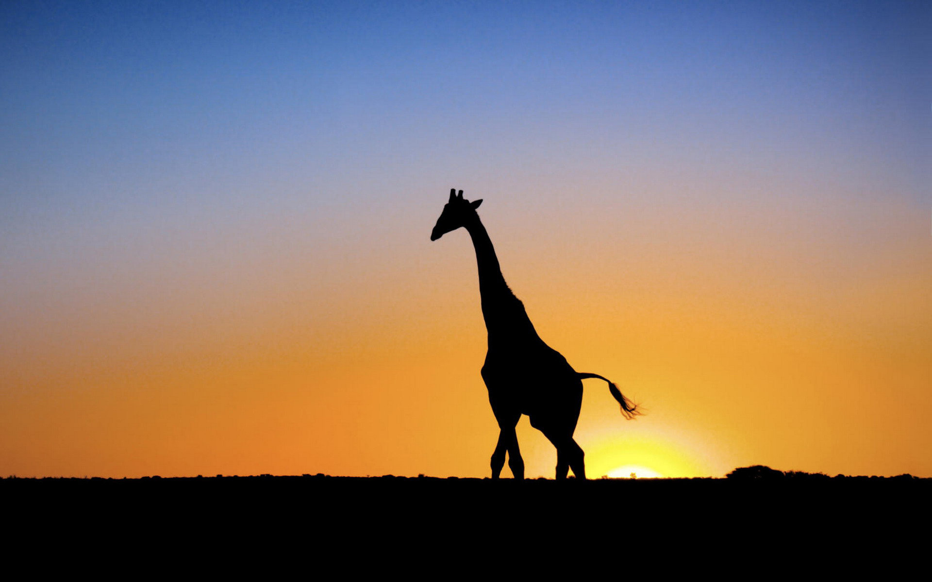 Awesome Giraffe free background ID:332578 for hd 1920x1200 PC