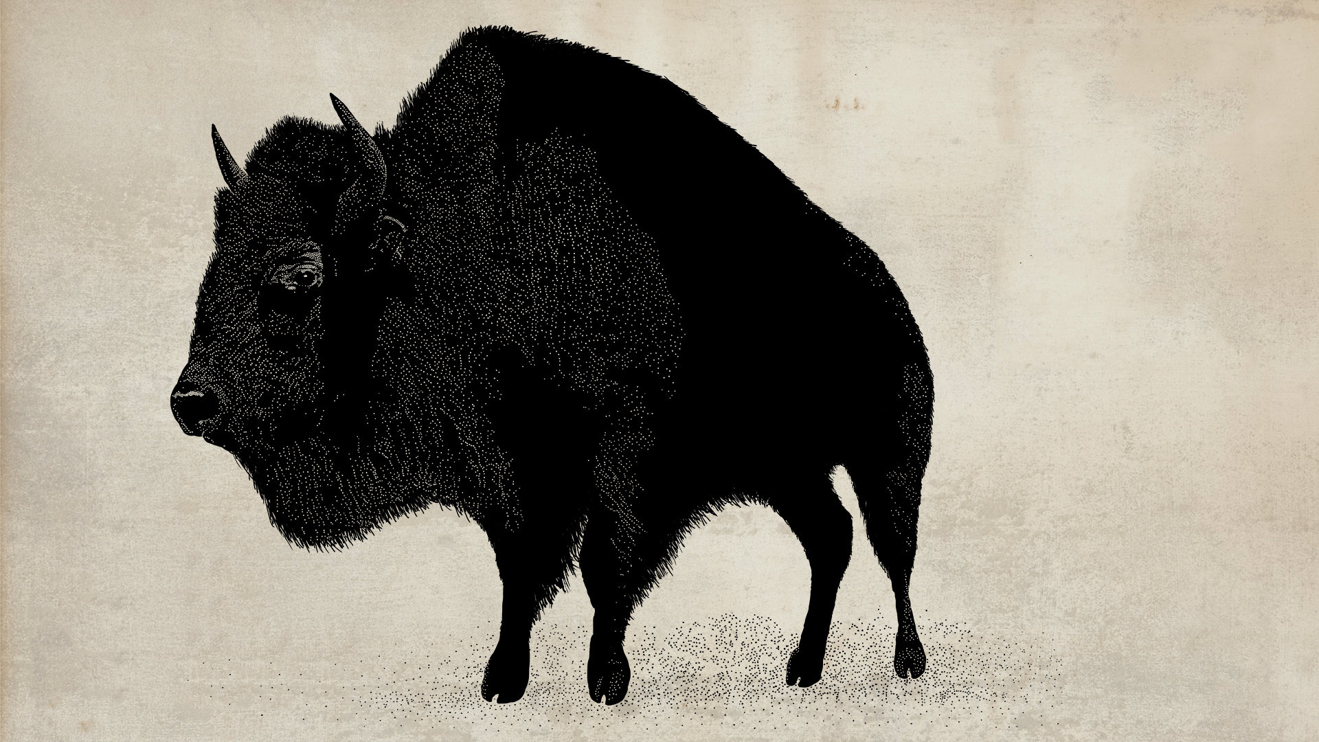 High resolution Bison full hd 1920x1080 background ID:130675 for PC