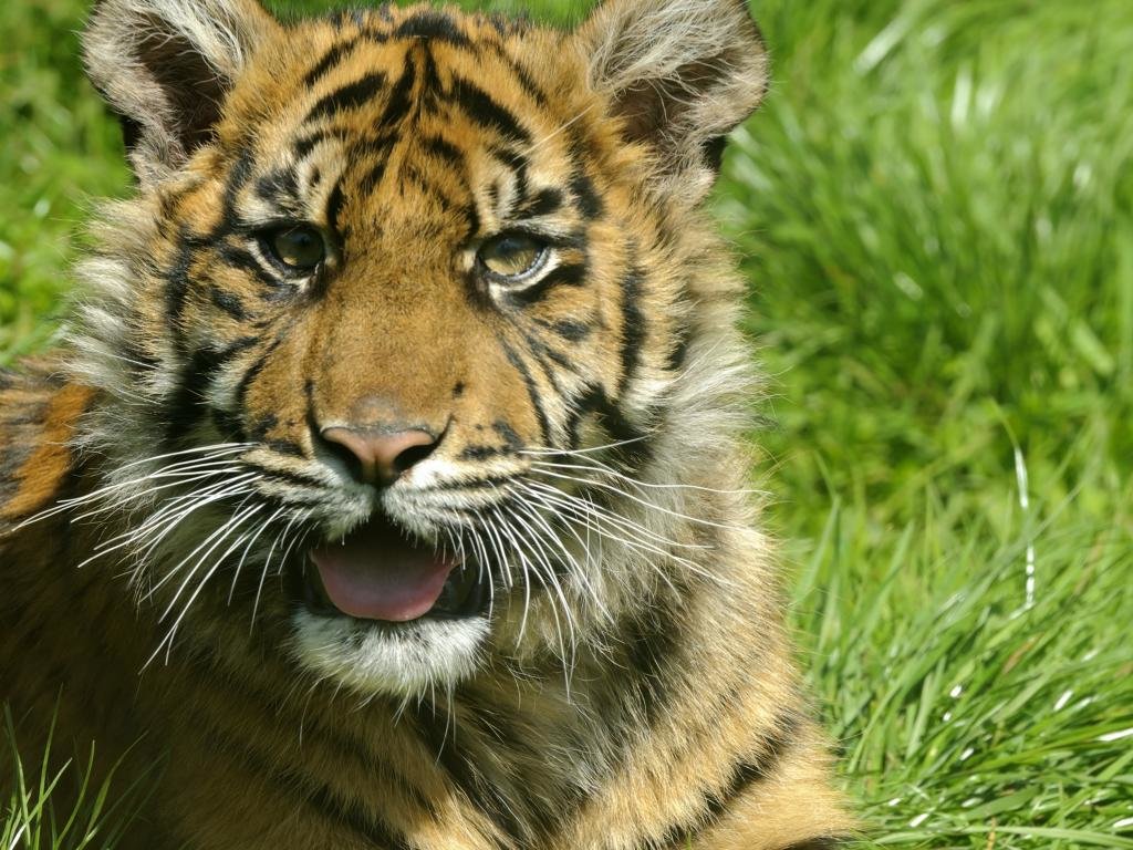 Awesome Tiger free wallpaper ID:116676 for hd 1024x768 computer