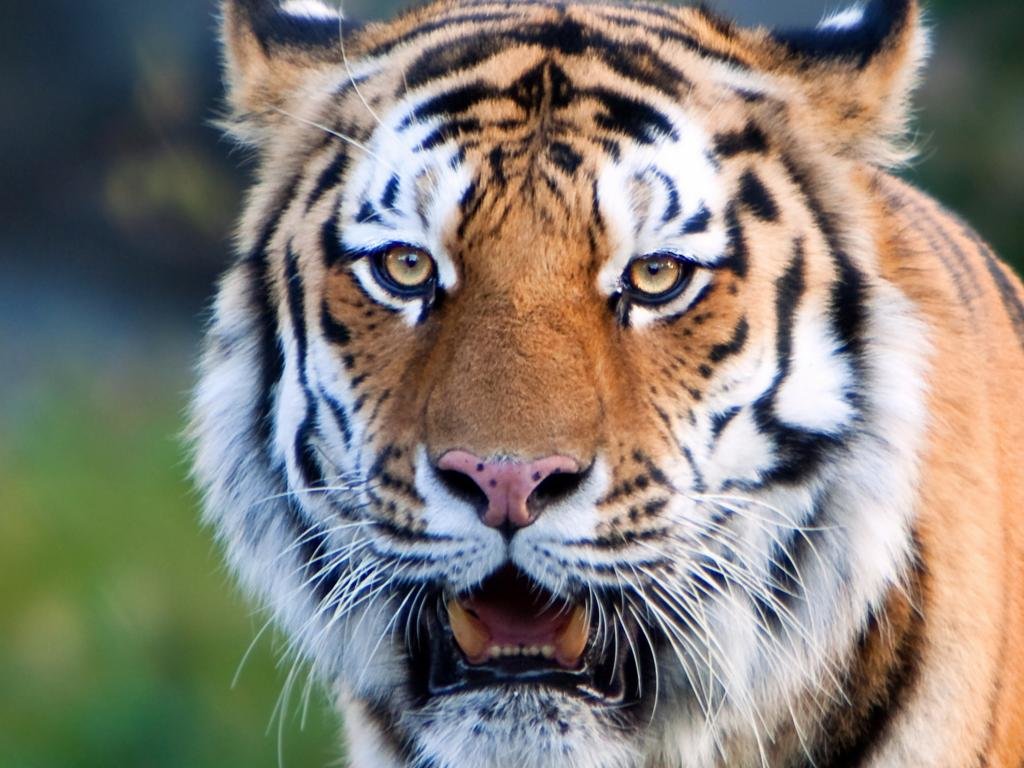 High resolution Tiger hd 1024x768 wallpaper ID:116677 for PC