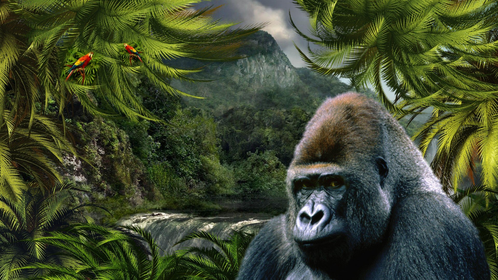 Free Gorilla high quality background ID:145541 for full hd 1080p PC