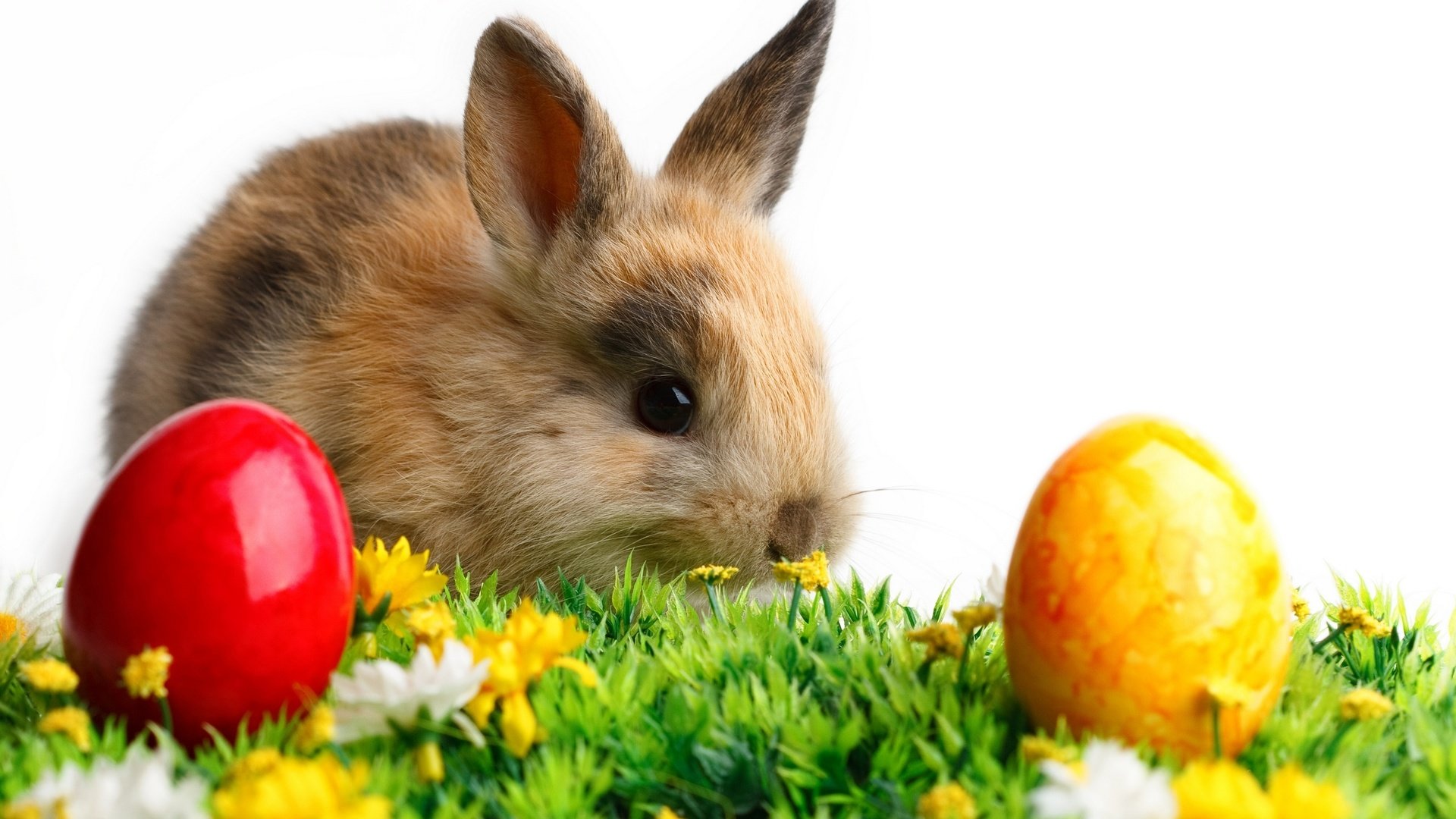 Download hd 1080p Rabbit & Bunny desktop background ID:249110 for free