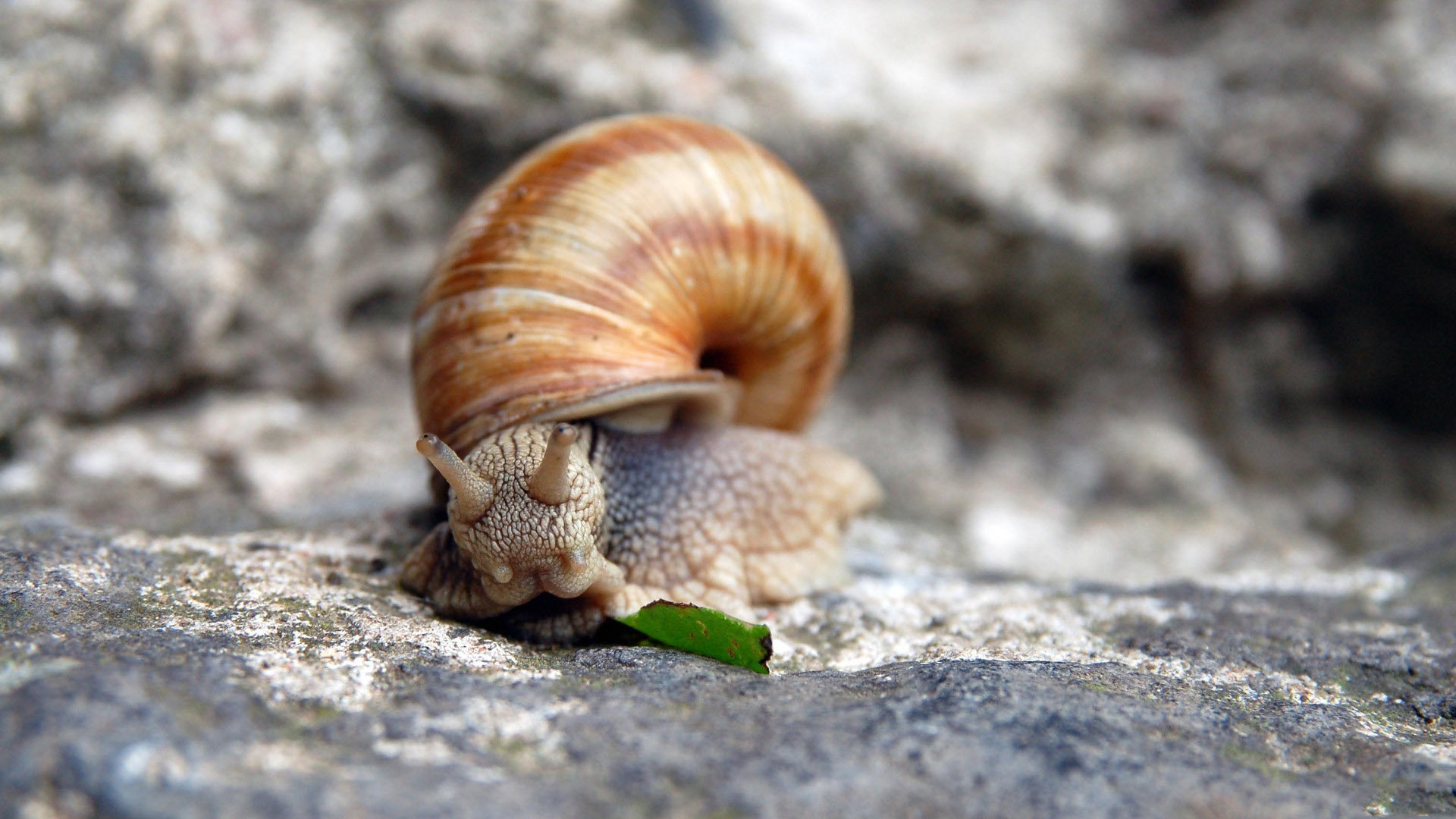 Download full hd Snail computer wallpaper ID:198899 for free