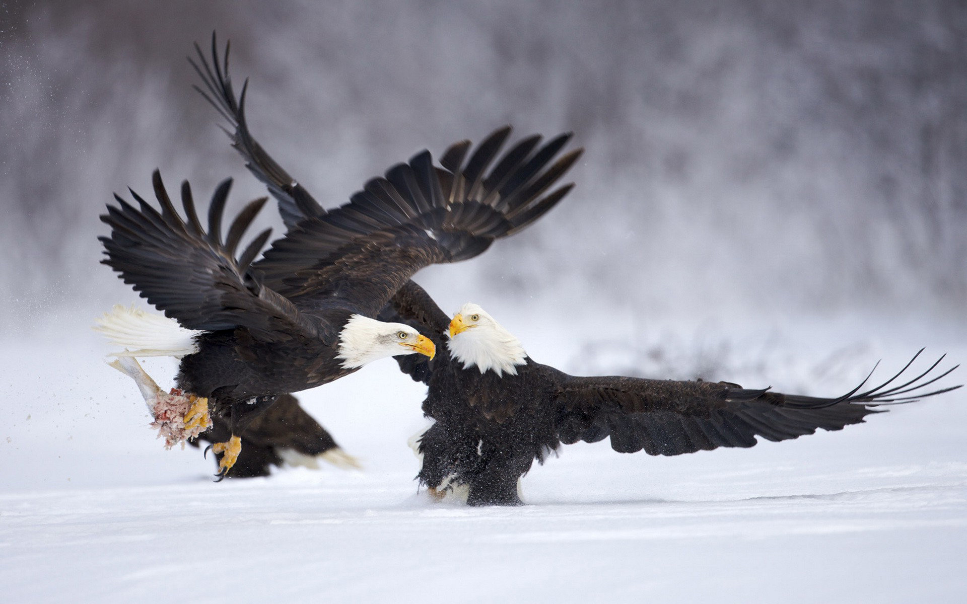 Best American Bald Eagle background ID:68739 for High Resolution hd 1920x1200 PC