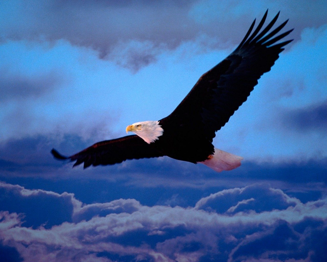 Download hd 1280x1024 American Bald Eagle desktop background ID:68701 for free