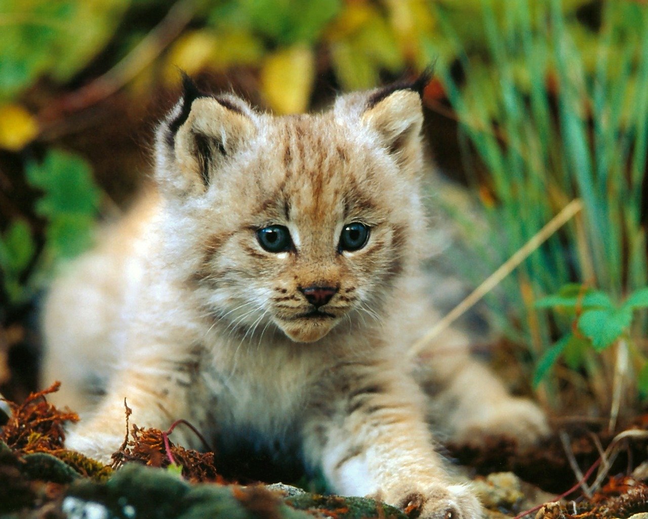 Awesome Baby Animal (cub) free wallpaper ID:422653 for hd 1280x1024 desktop