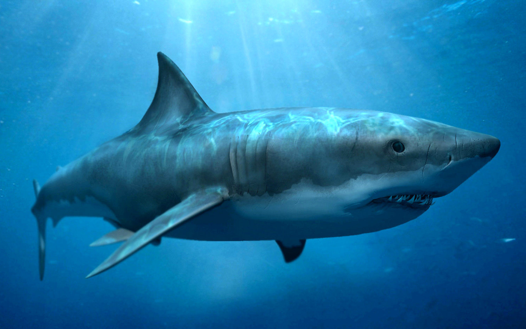 High resolution Shark hd 1680x1050 background ID:180659 for PC