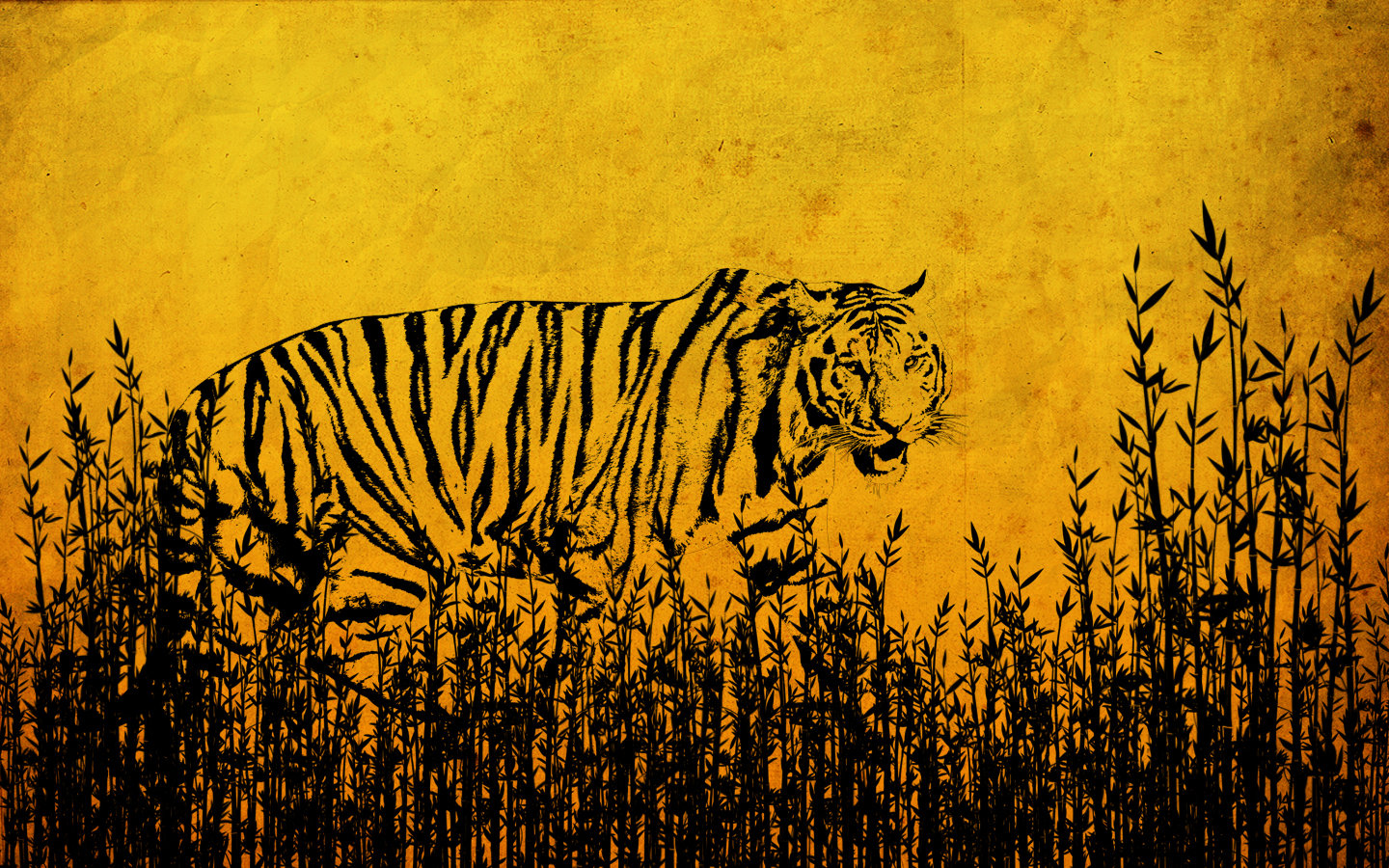 High resolution Tiger hd 1440x900 background ID:116665 for PC
