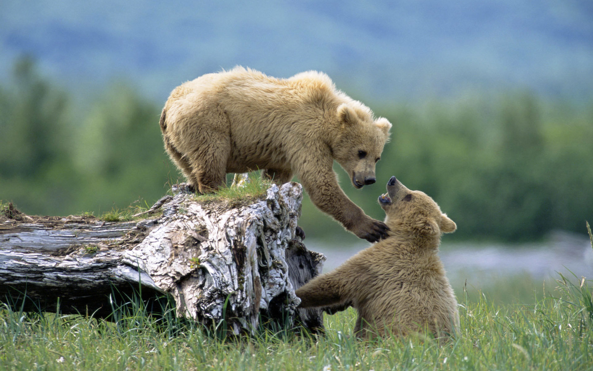 Best Baby Animal (cub) background ID:352867 for High Resolution hd 1920x1200 PC