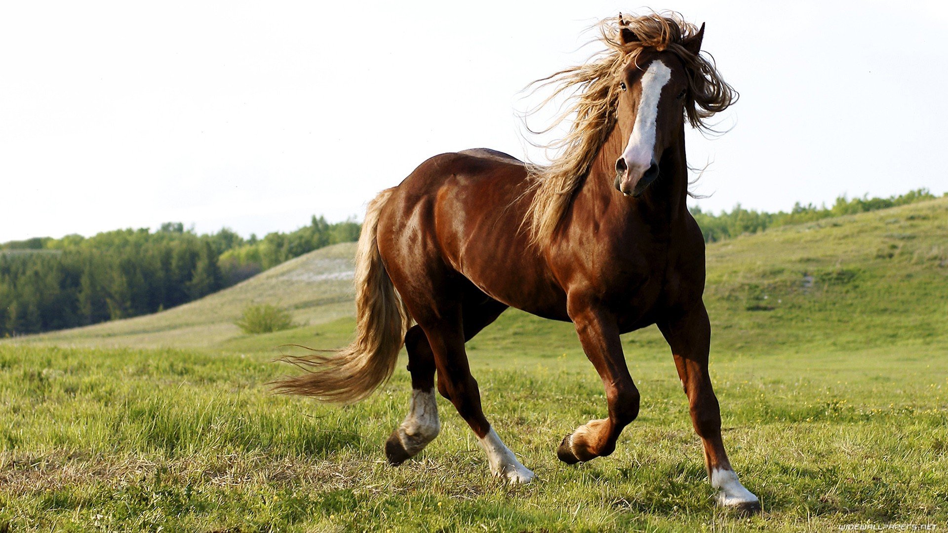 Awesome Horse free background ID:24295 for hd 1920x1080 computer