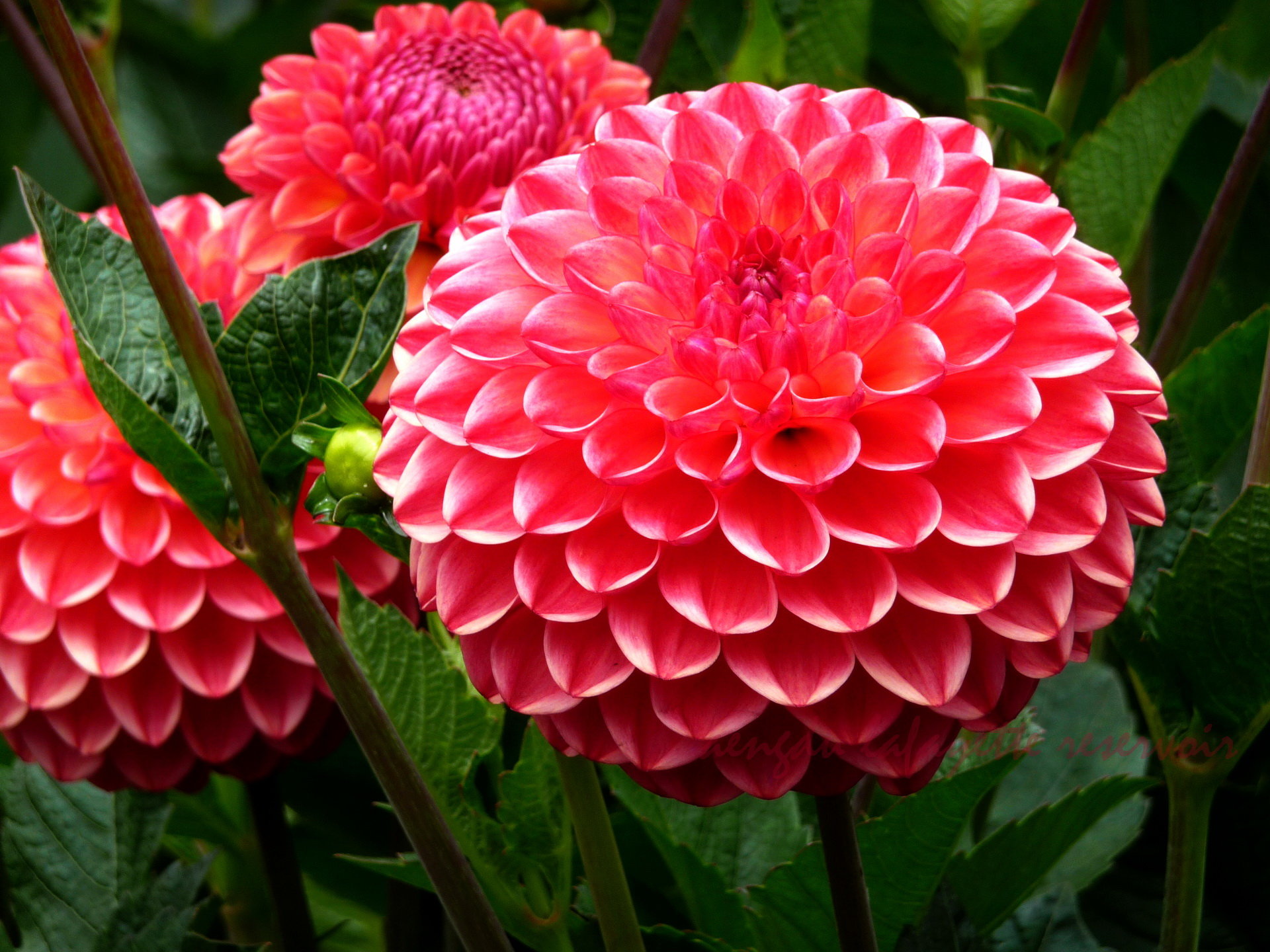 Awesome Dahlia free background ID:174580 for hd 1920x1440 computer
