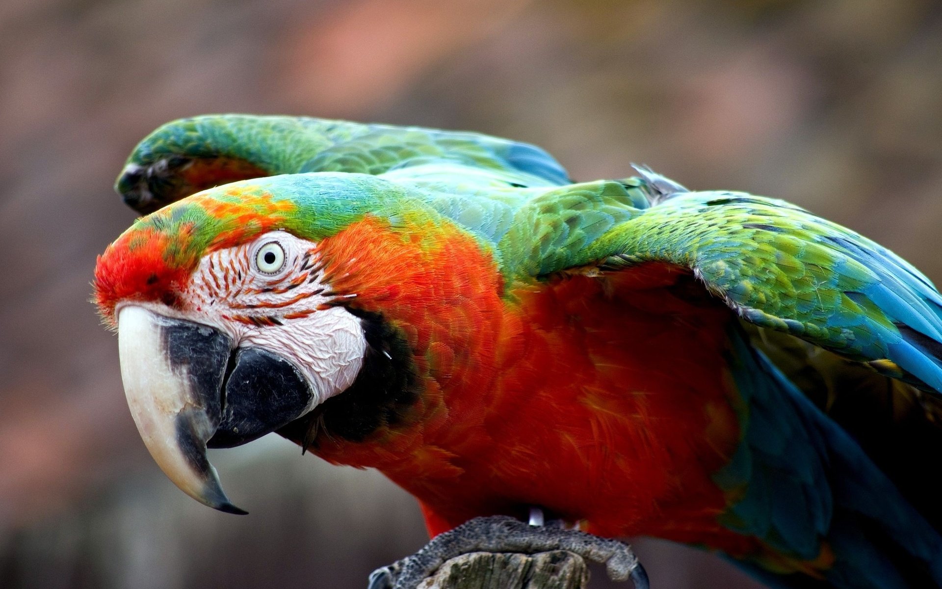 Best Macaw wallpaper ID:46270 for High Resolution hd 1920x1200 PC