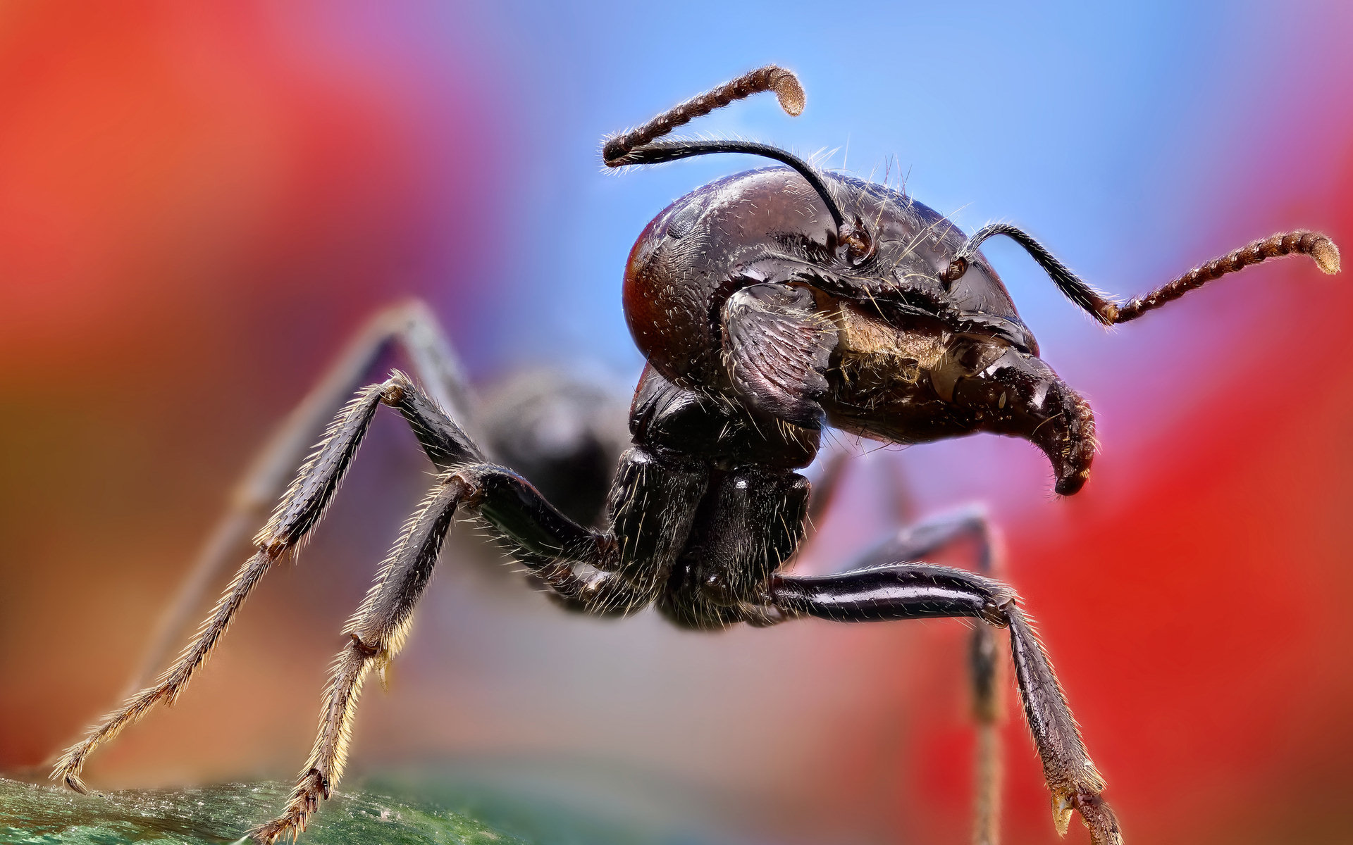 Free download Ant wallpaper ID:401326 hd 1920x1200 for PC