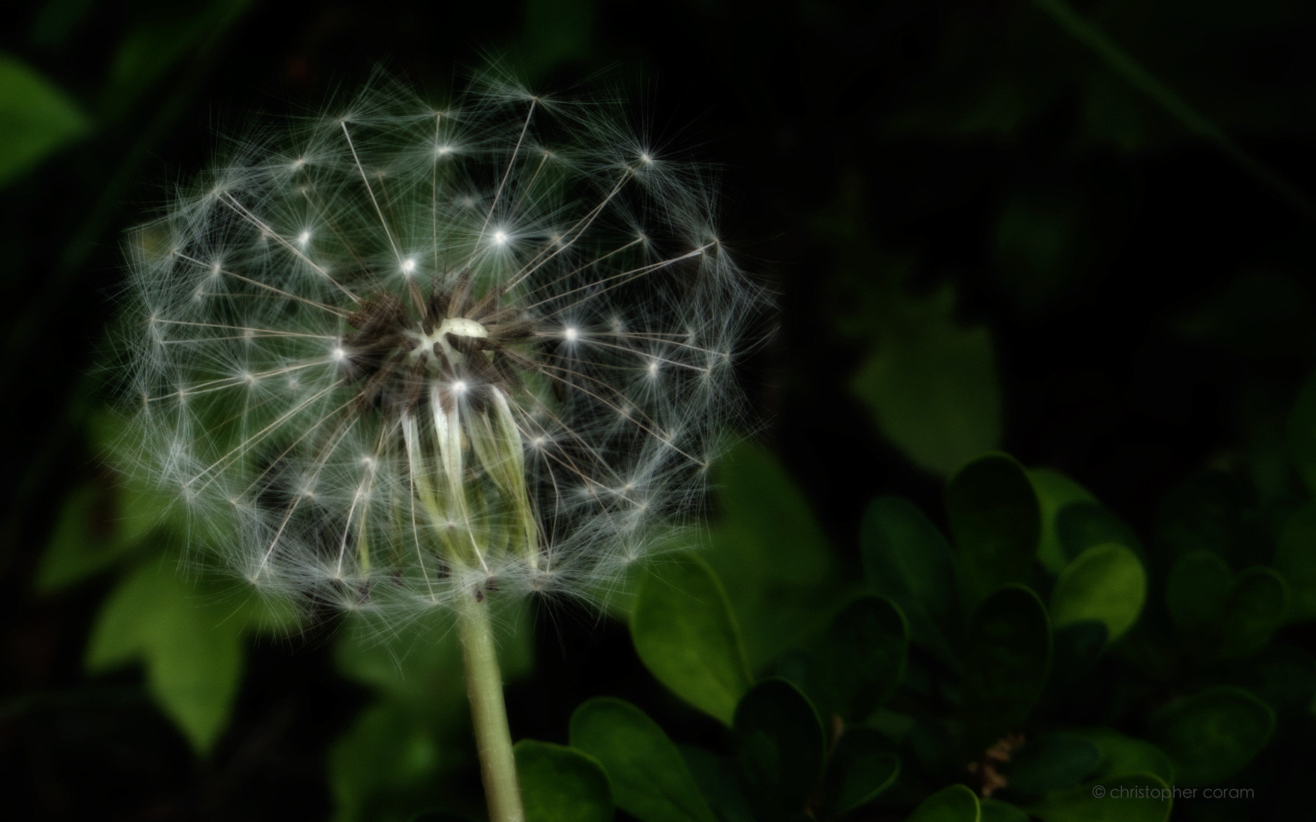 Free Dandelion high quality background ID:78012 for hd 1920x1200 PC