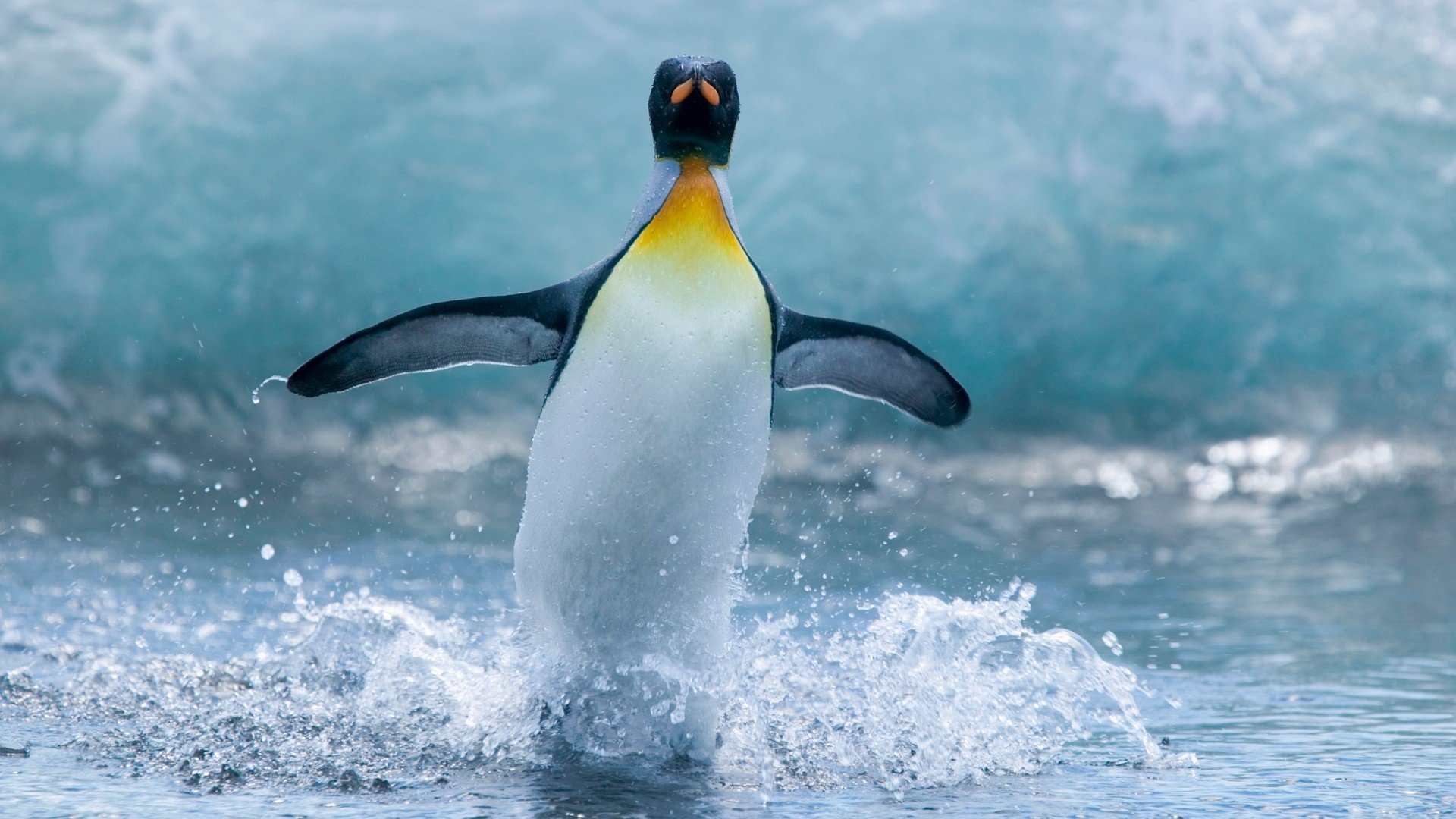 Awesome Penguin free background ID:149436 for hd 1080p computer
