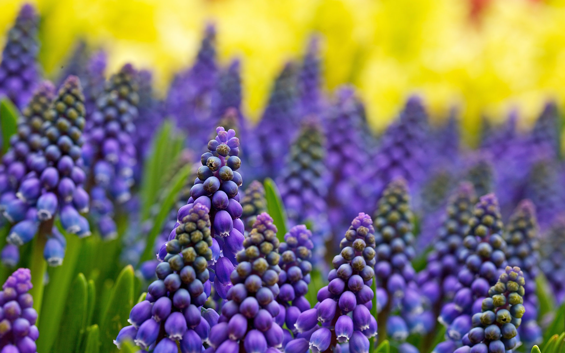 Awesome Hyacinth free background ID:155936 for hd 1920x1200 desktop