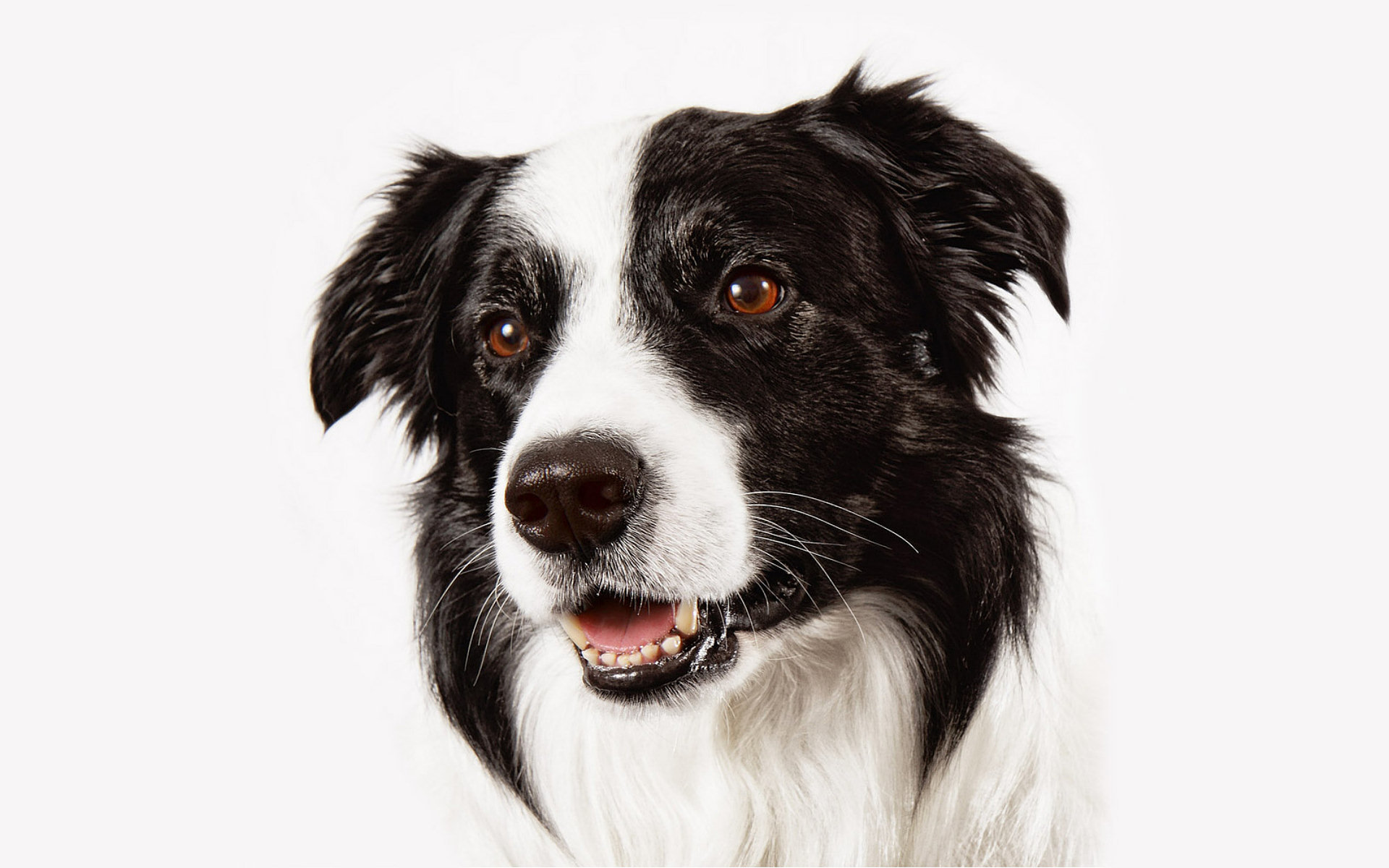 Best Border Collie wallpaper ID:165863 for High Resolution hd 1920x1200 computer