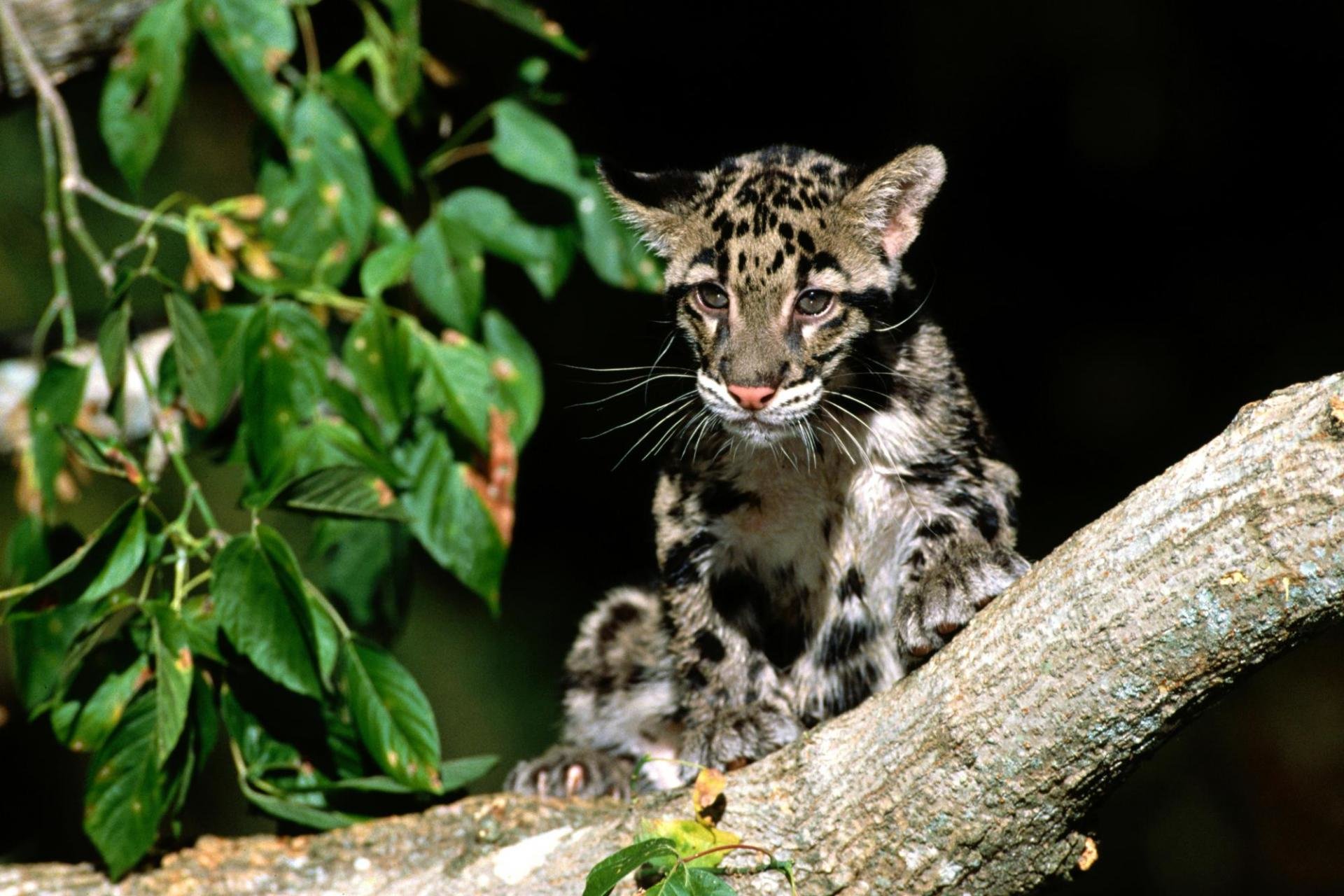Awesome Clouded Leopard free wallpaper ID:260369 for hd 1920x1280 computer