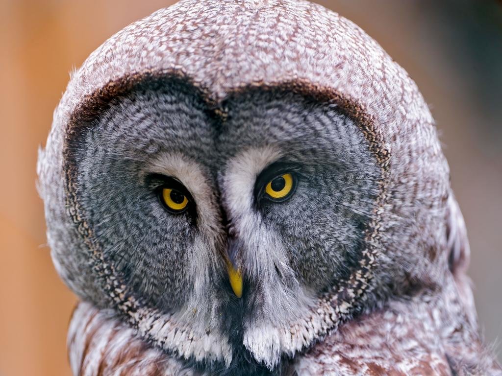 Awesome Great Grey Owl free background ID:235122 for hd 1024x768 computer
