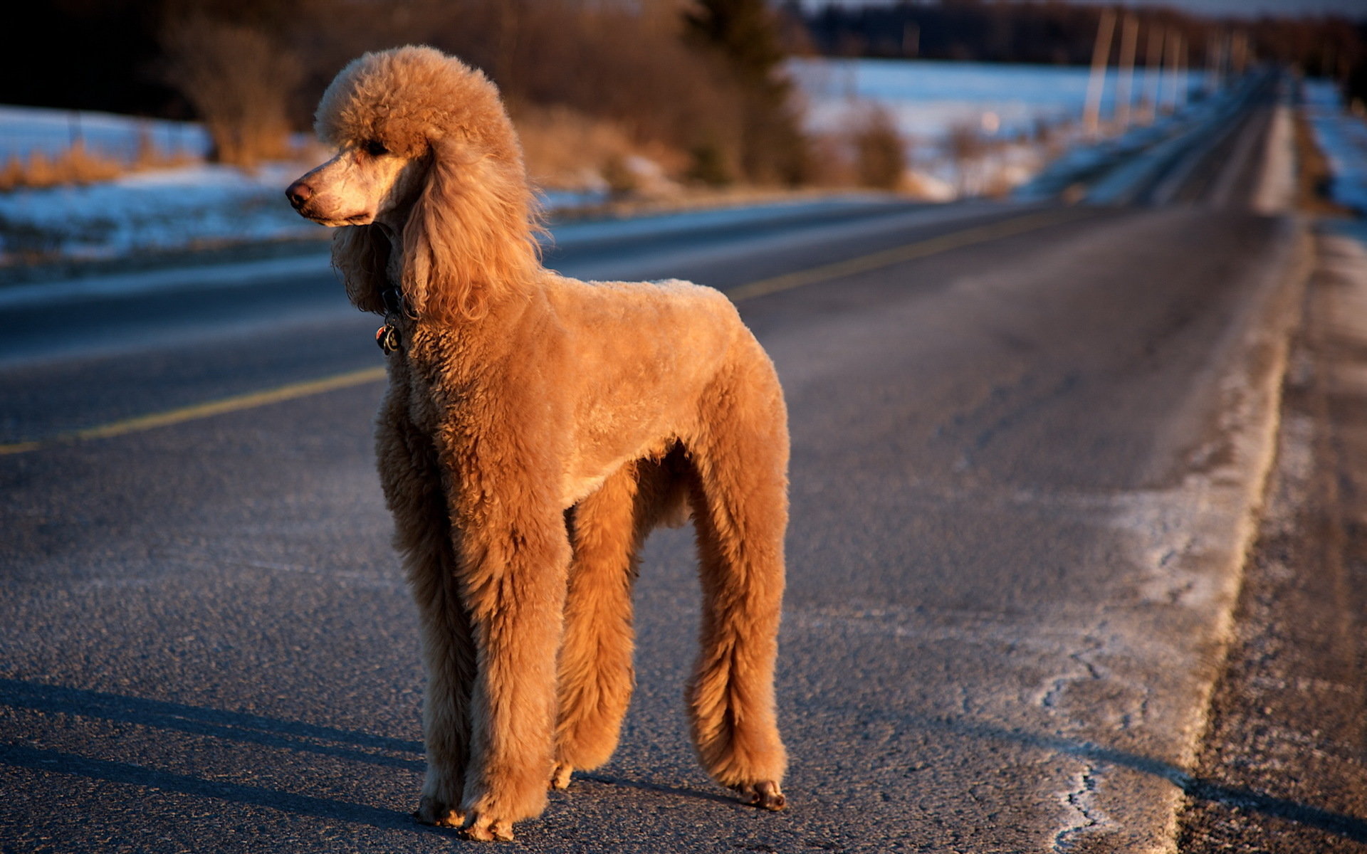 Best Poodle wallpaper ID:145046 for High Resolution hd 1920x1200 computer