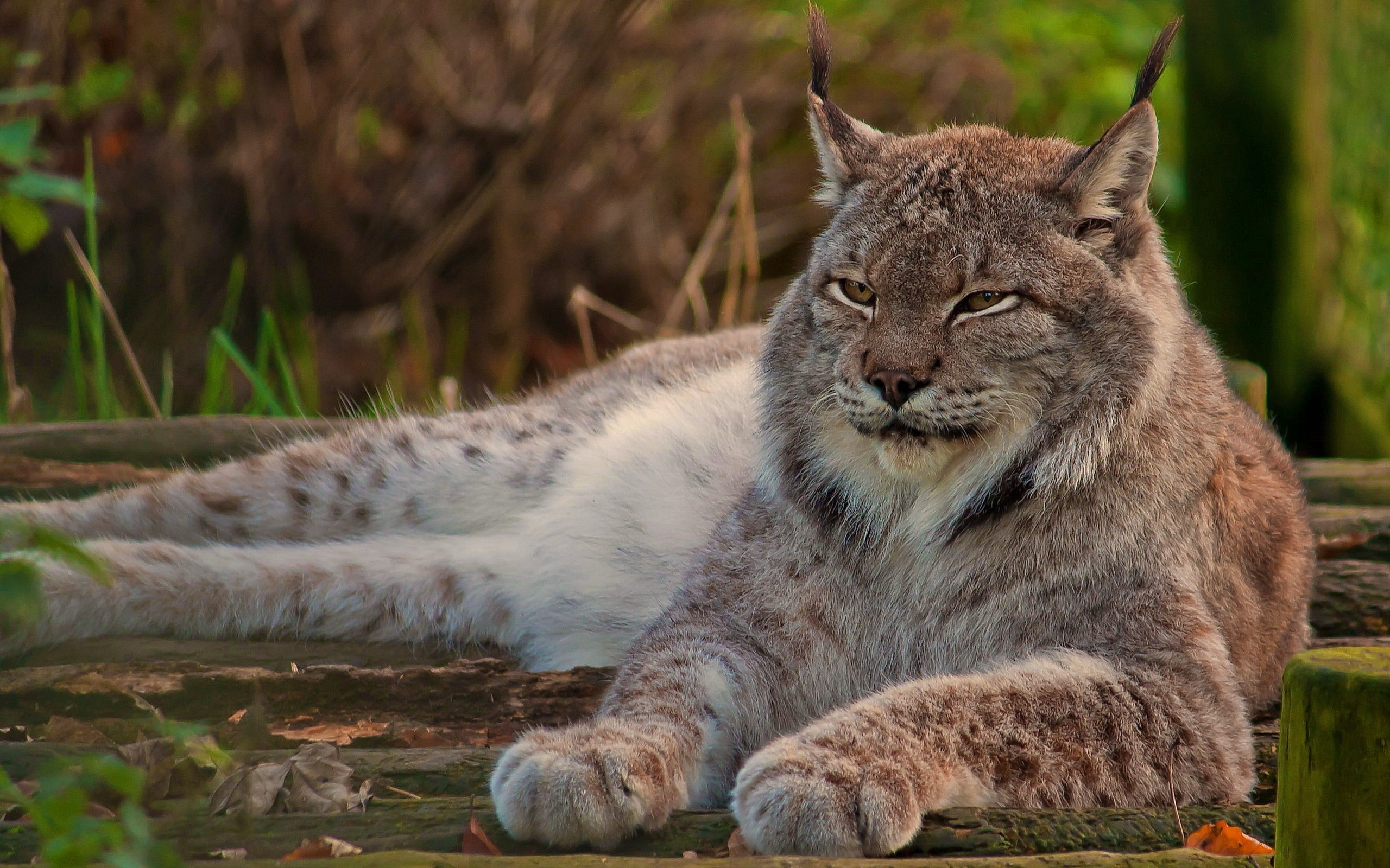Download hd 2560x1600 Lynx computer background ID:105685 for free