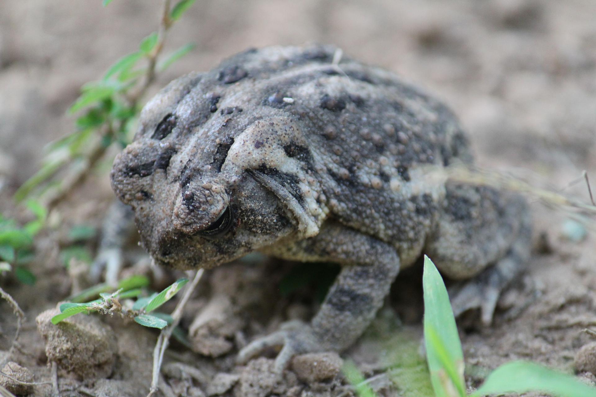 High resolution Toad hd 1920x1280 background ID:58514 for desktop
