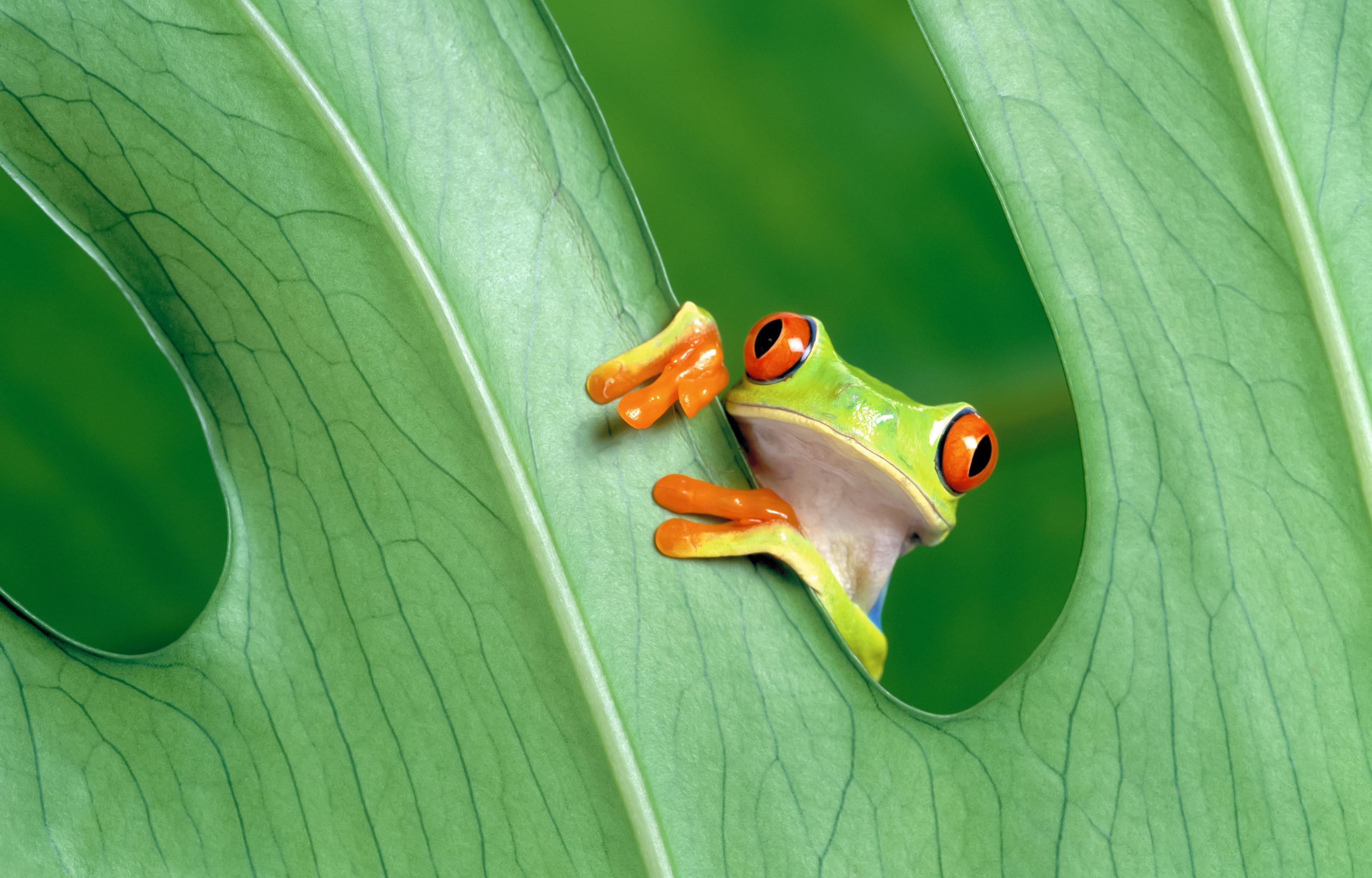 Free Frog high quality background ID:328690 for hd 3200x2048 computer