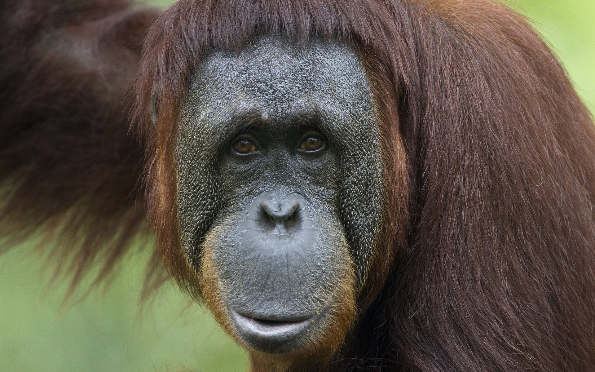Best Orangutan background ID:70021 for High Resolution hd 1920x1200 PC