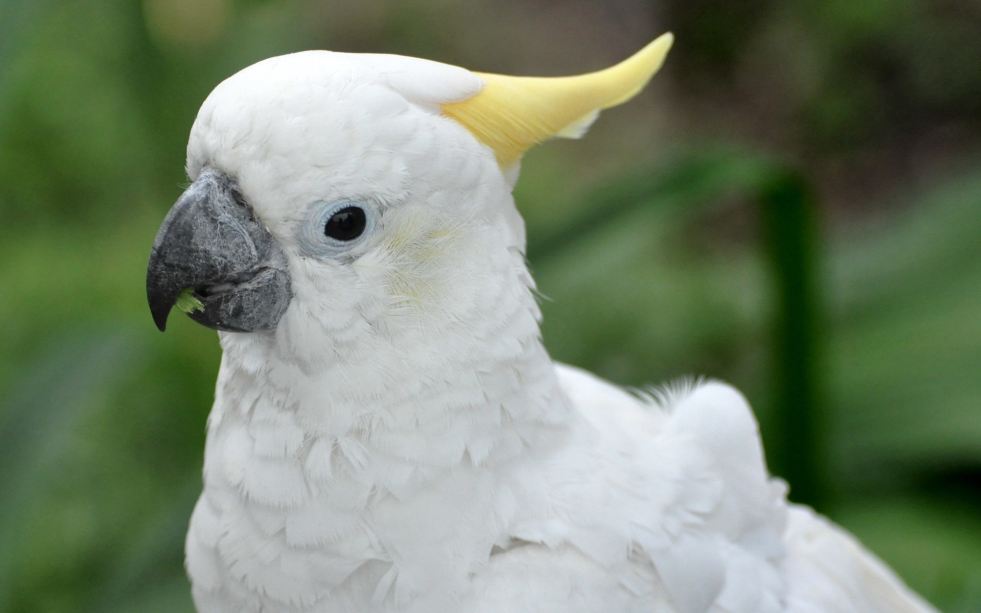 High resolution Sulphur-crested Cockatoo hd 1920x1200 background ID:130243 for computer
