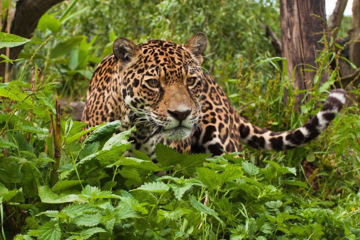 Awesome Jaguar free wallpaper ID:30204 for hd 1152x768 PC