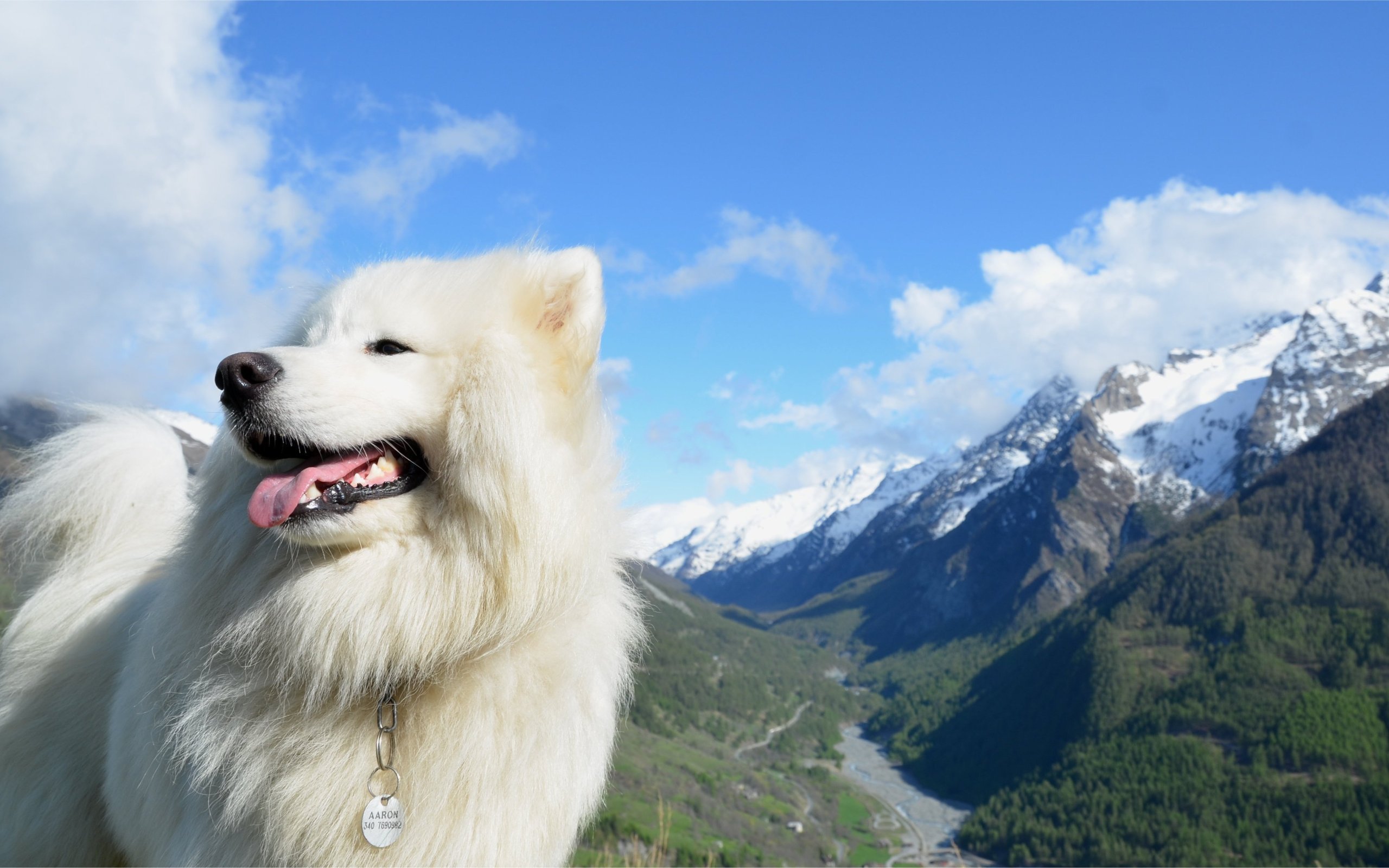 Free download Samoyed background ID:63148 hd 2560x1600 for desktop