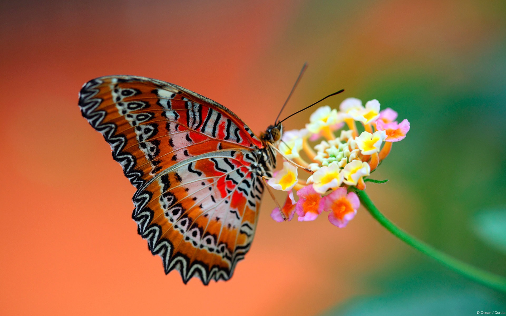 Free Butterfly high quality wallpaper ID:167514 for hd 1920x1200 PC