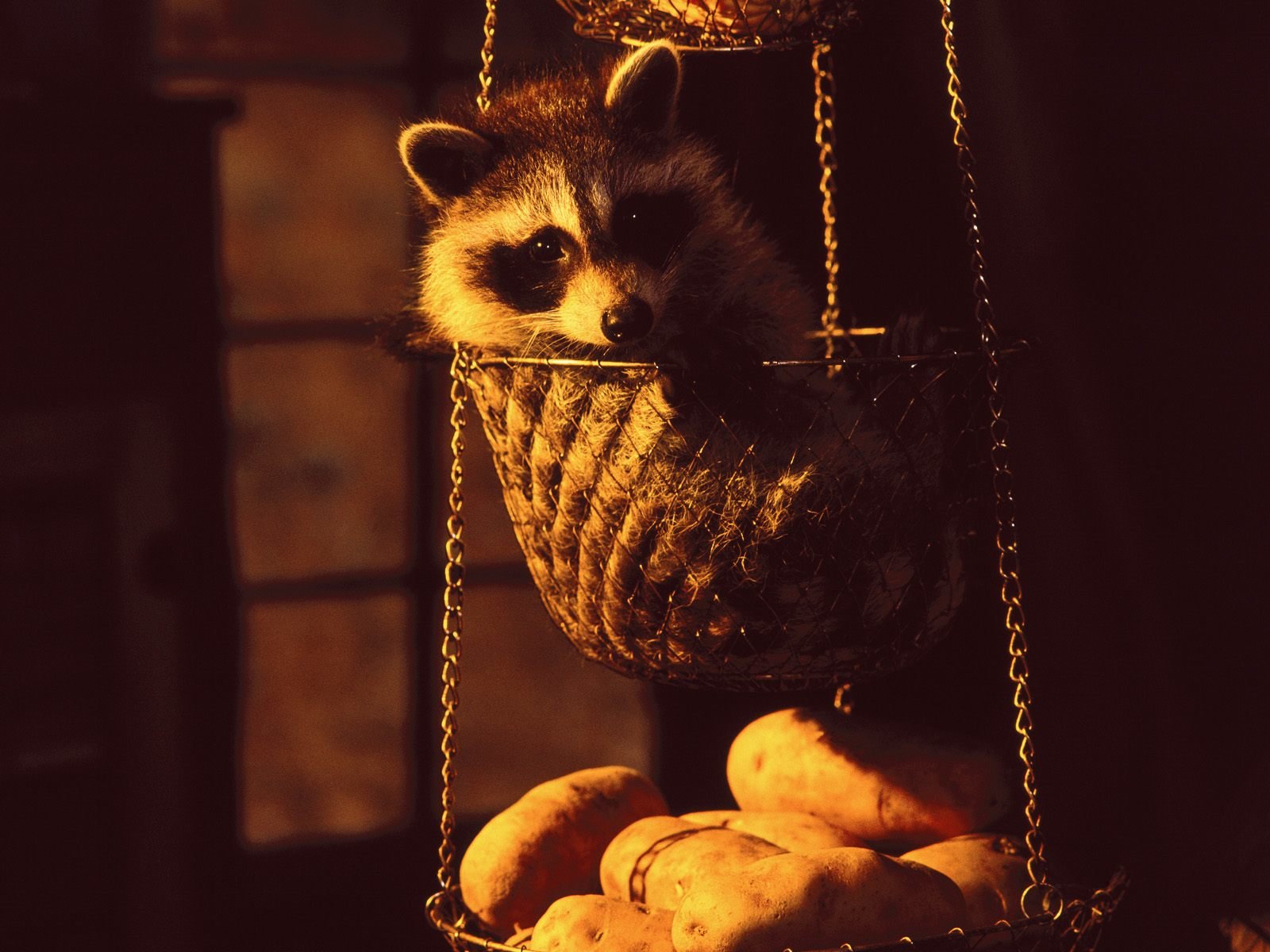 Awesome Raccoon free background ID:185500 for hd 1600x1200 computer