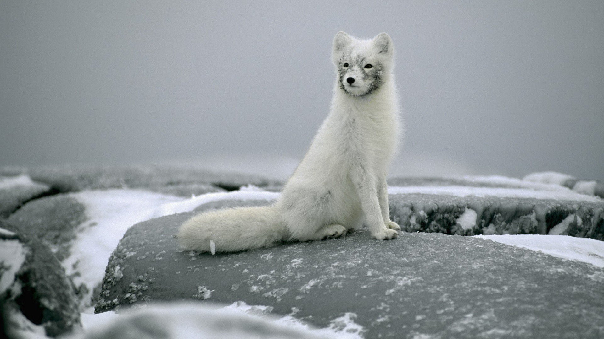 Best Arctic Fox background ID:98734 for High Resolution hd 1920x1080 computer