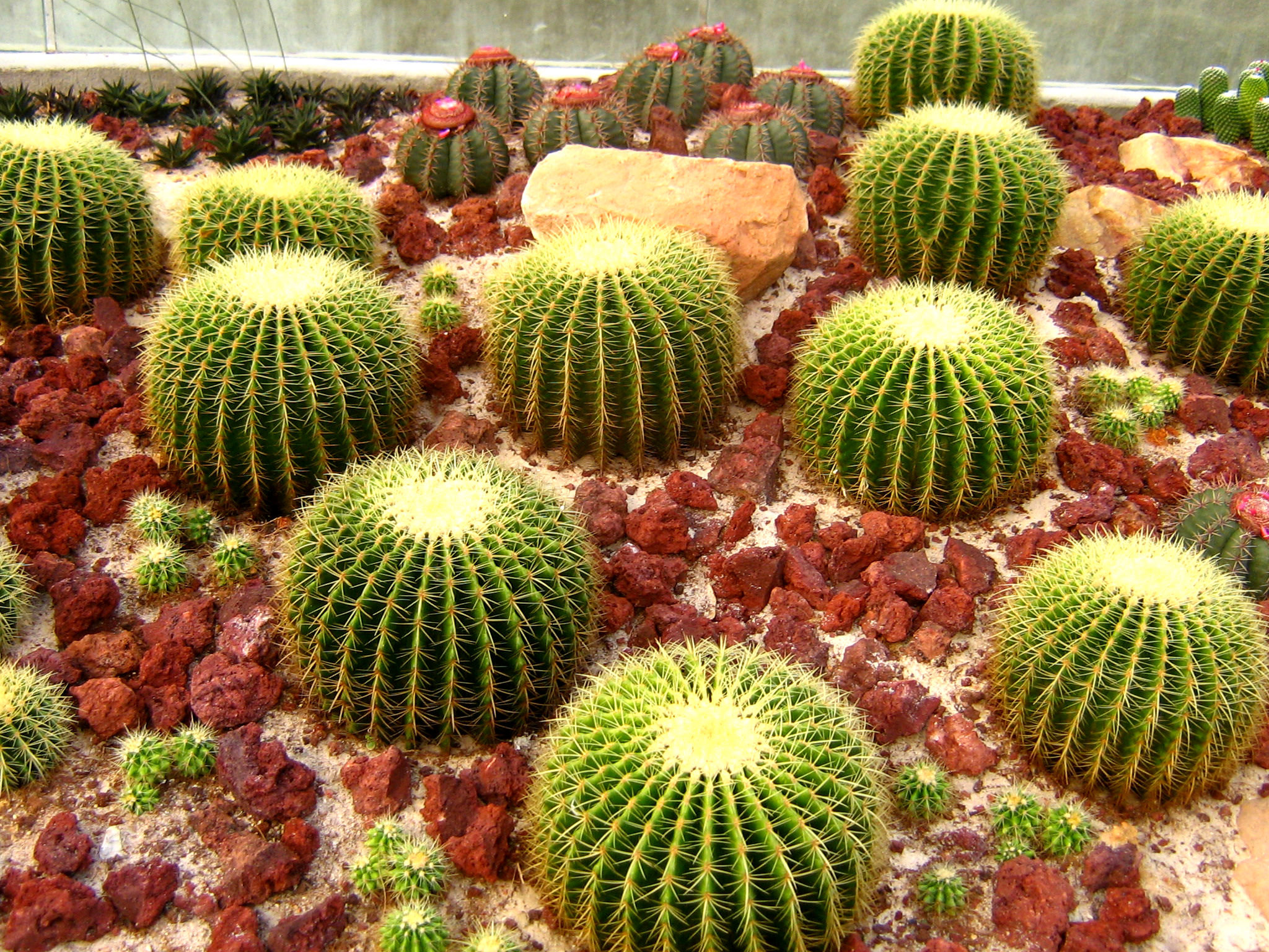 Awesome Cactus free wallpaper ID:408636 for hd 2048x1536 desktop