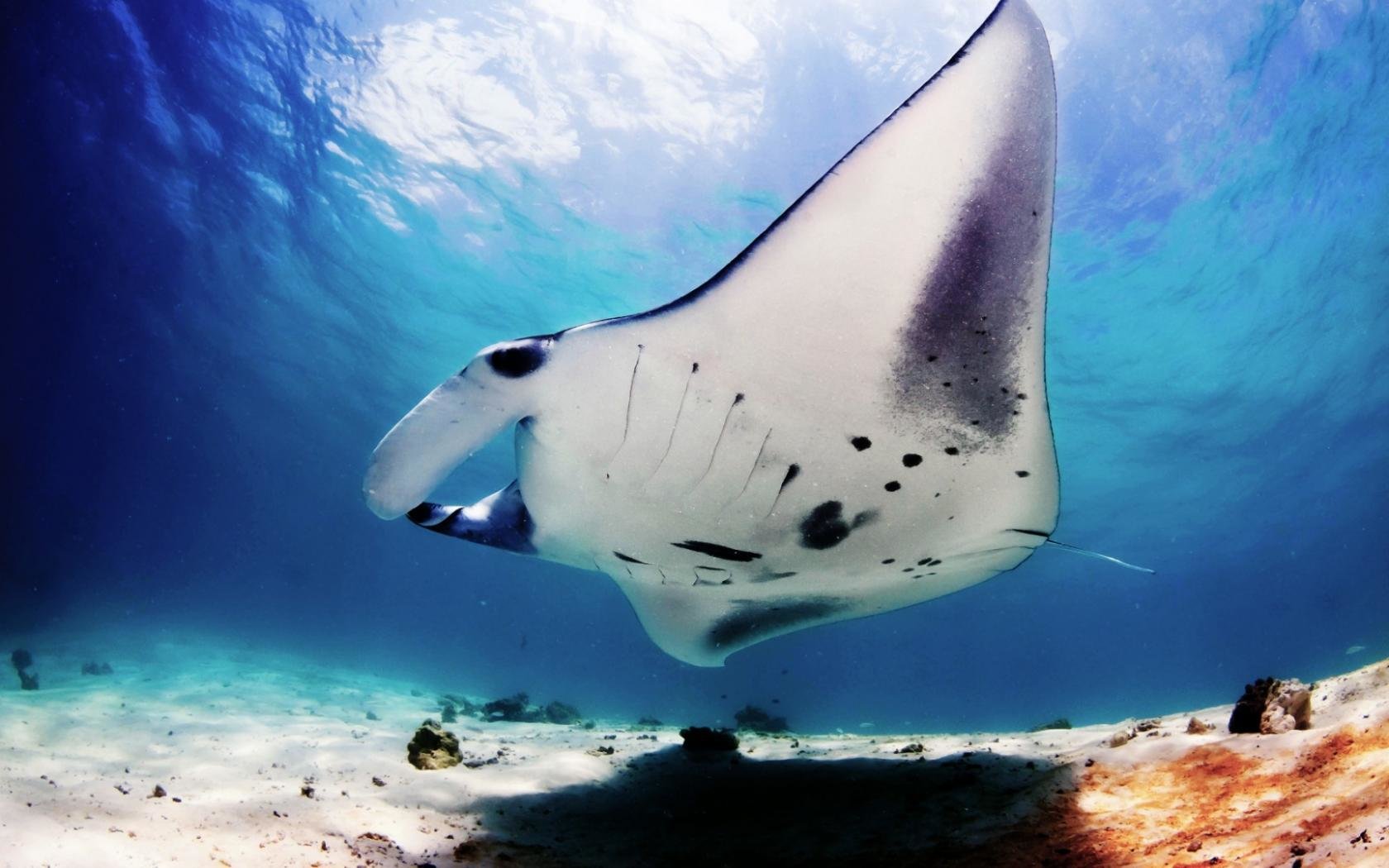 Free Manta Ray high quality background ID:346062 for hd 1680x1050 computer