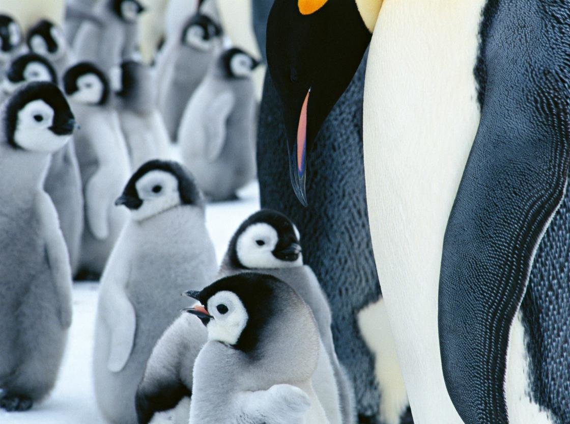 Awesome Penguin free wallpaper ID:149390 for hd 1120x832 computer