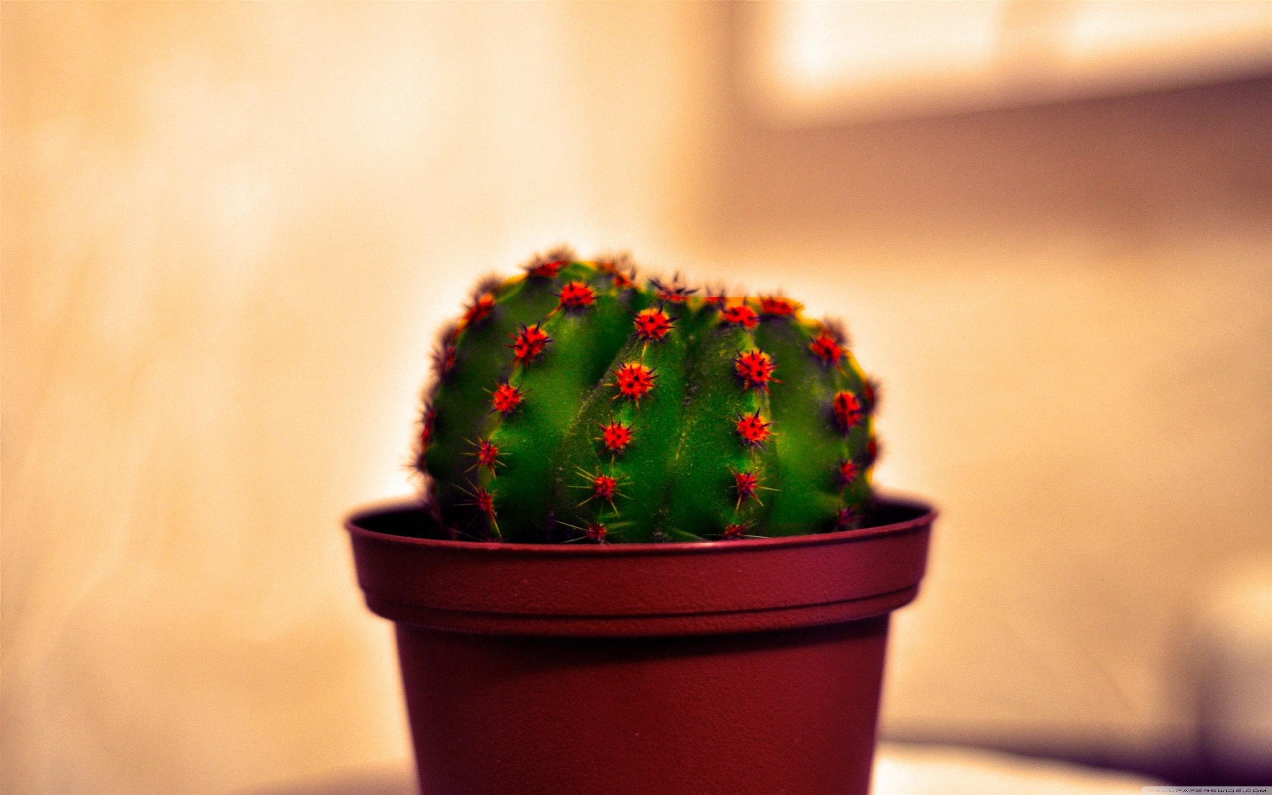 Awesome Cactus free wallpaper ID:408565 for hd 2560x1600 PC