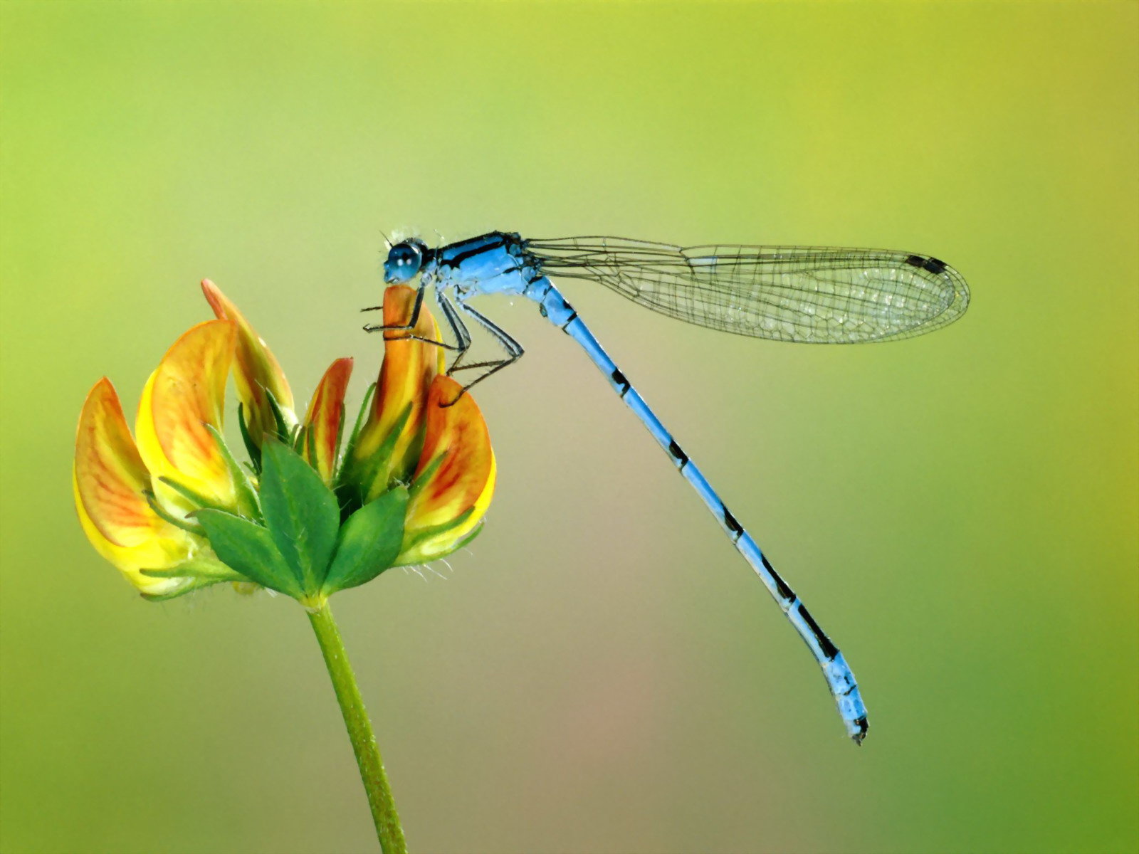 High resolution Dragonfly hd 1600x1200 wallpaper ID:467757 for PC